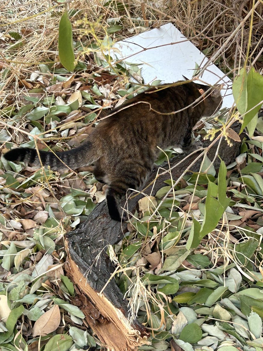 Gatete visto con collar naranja en la zona del CEIP Fuente del Palomar (Alcorcón) RT please.
<a href="/Hardcorcon/">Hardcorcón</a> <a href="/baquerator/">Baquerator</a> <a href="/Cesar_erre_/">César</a> <a href="/EnsancheSur/">EnsancheSur.com</a>