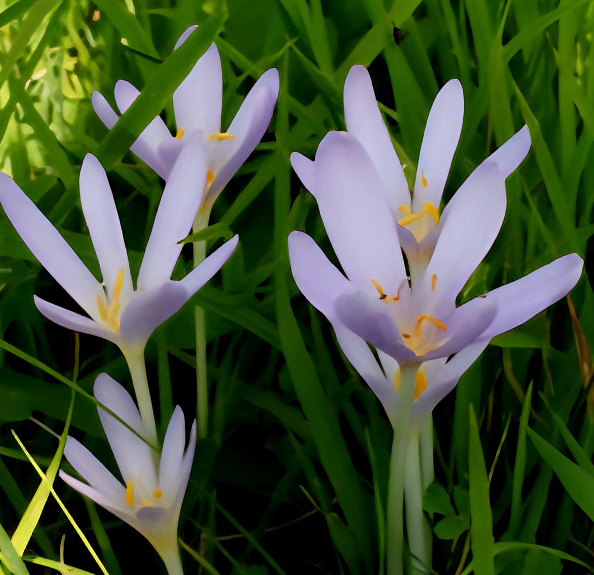 #Flowers 

Zeldzame #Herfsttijloos #Colchicum_autumnale 
#Autumn_crocus .