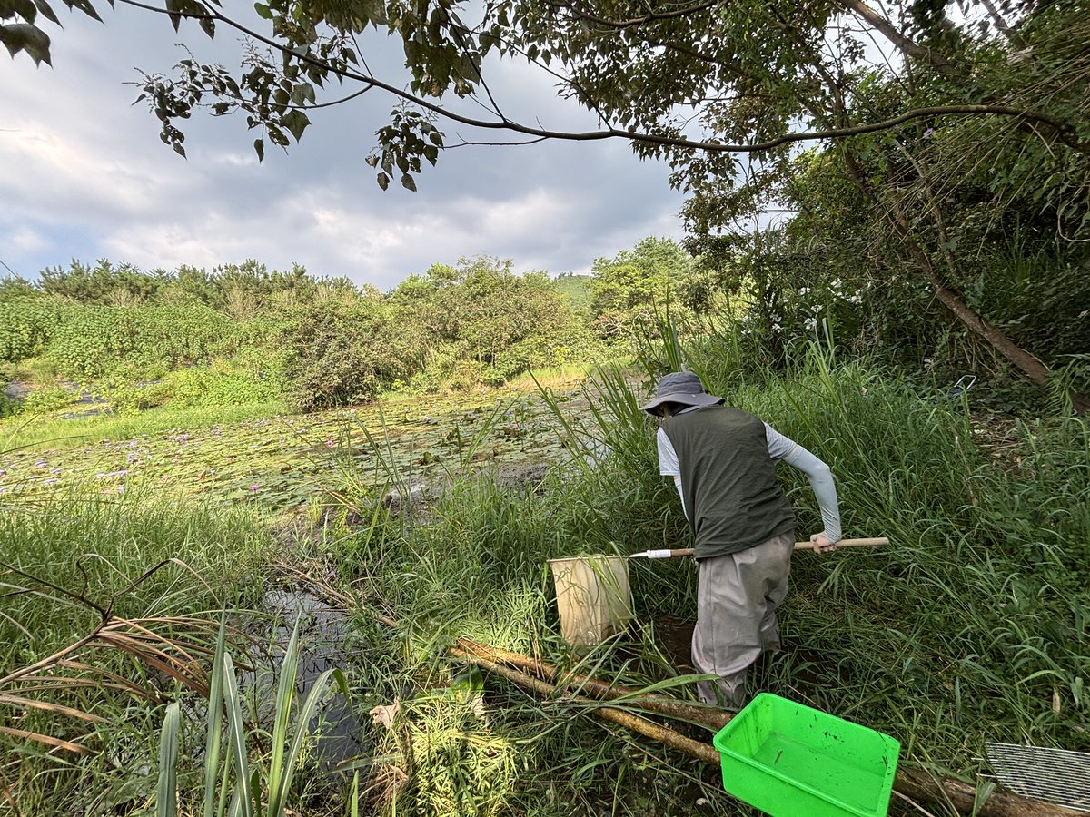 td965771's tweet photo. 台灣水生昆蟲調查 https://t.co/Qs0b4T2Mcr