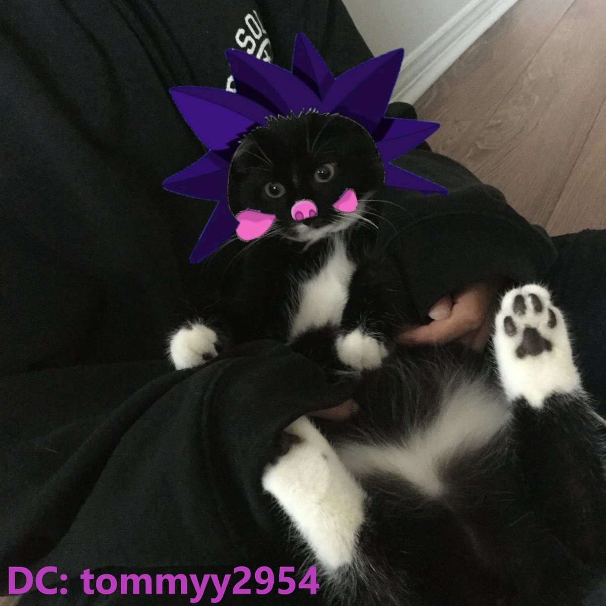 My sweet Chog cat
<a href="/ChogNFT/">Chog (mainnet arc)</a>