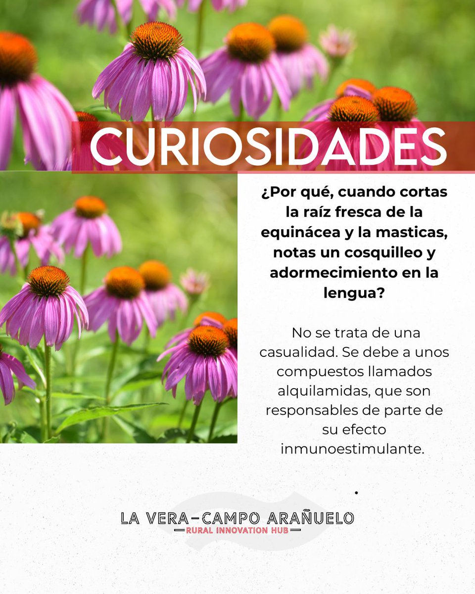 🌸 La equinácea ayuda a fortalecer el sistema inmunitario y preparar el organismo para el otoño.

En LVCA Hub estamos a punto de comenzar la cosecha de la raíz de equinácea, continuando nuestros ensayos para seguir impulsando el cultivo de plantas medicinales en la región.