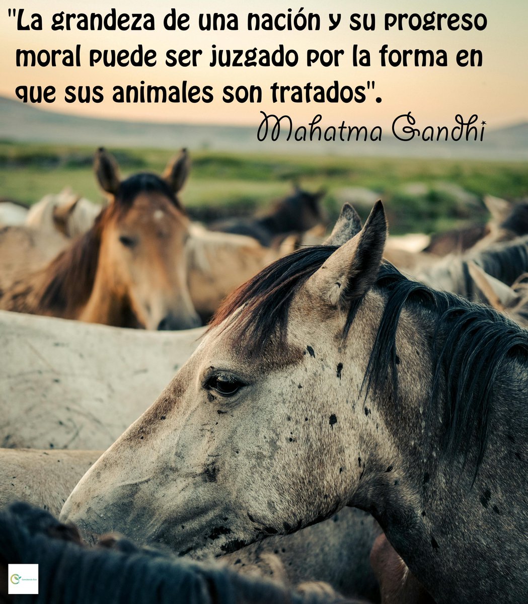 concienciaeco's tweet image. Una #reflexión para cada día.
&quot;La grandeza de una nación y su progreso moral pueden ser juzgados por la forma en que sus animales son tratados&quot;
#MahatmaGandhi
#medioambiente #animales #conciencia #mente #pensamiento #filosofía #psicología #frasescélebres #mente #percepción