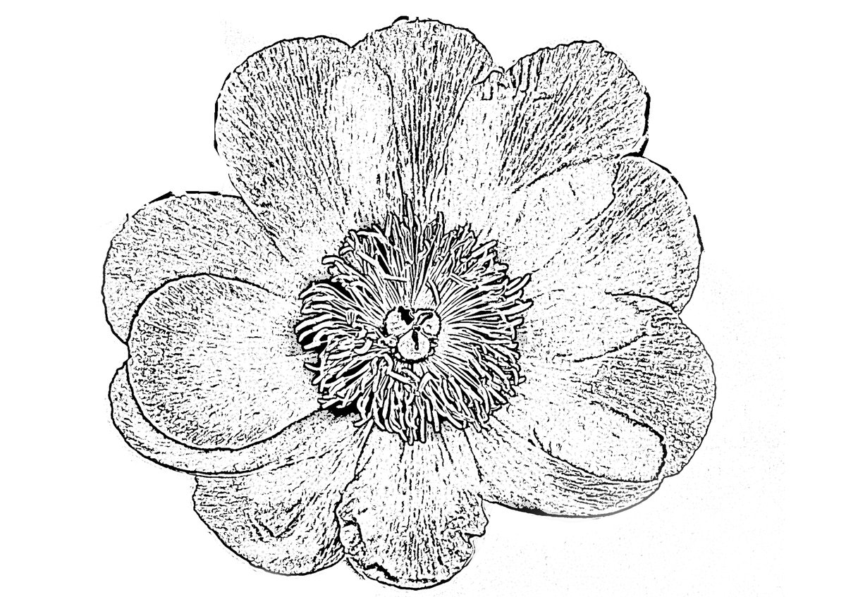 Heldinne's tweet photo. dag 3 van #fot_O_ktober van
@jolandabrwr
heeft als thema #bloemen_in_zwartwit 
(als foto, en als lijntekening voor #imagetransfer #gelliprints) https://t.co/NBoxBuIu1y