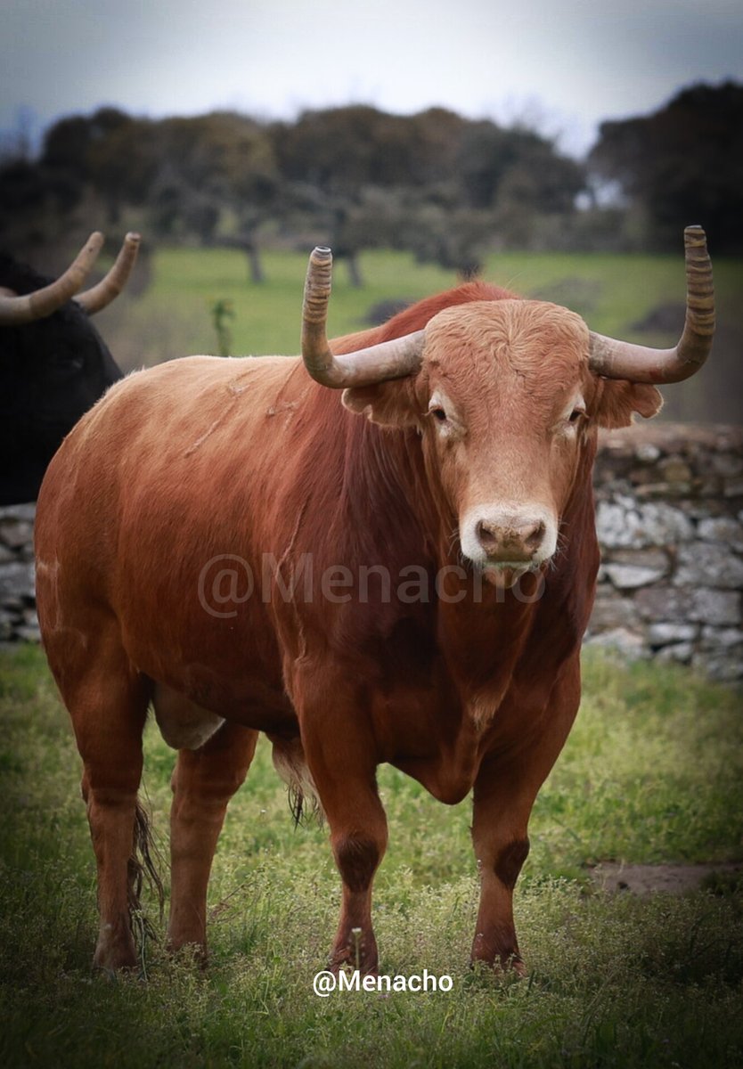 🔥 Domingo Hernández para #Madrid #FeriadeOtoño2025 
Ya están camino de #LasVentas
Este sábado 4 de octubre para #Talavante #Aguado y la #confirmación de #Jarocho
🍀🍀#domingohernandez
#fotografiataurina #toroenelcampo