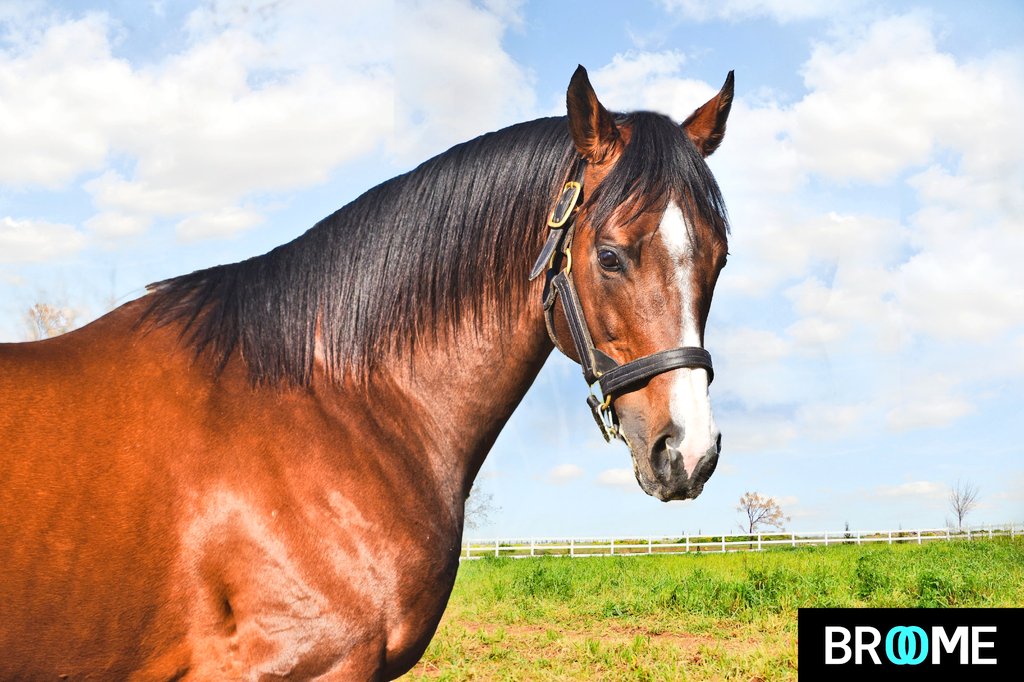 GRUP-1 Apoletli aygırımız BROOME 'un (Australia) , GRUP-1 Apoletli kardeşi Diego Velazquez $1.250.000 ikaremiyeli Coolmore Turf Mile (G1) için çalışmalarını sürdürüyor.