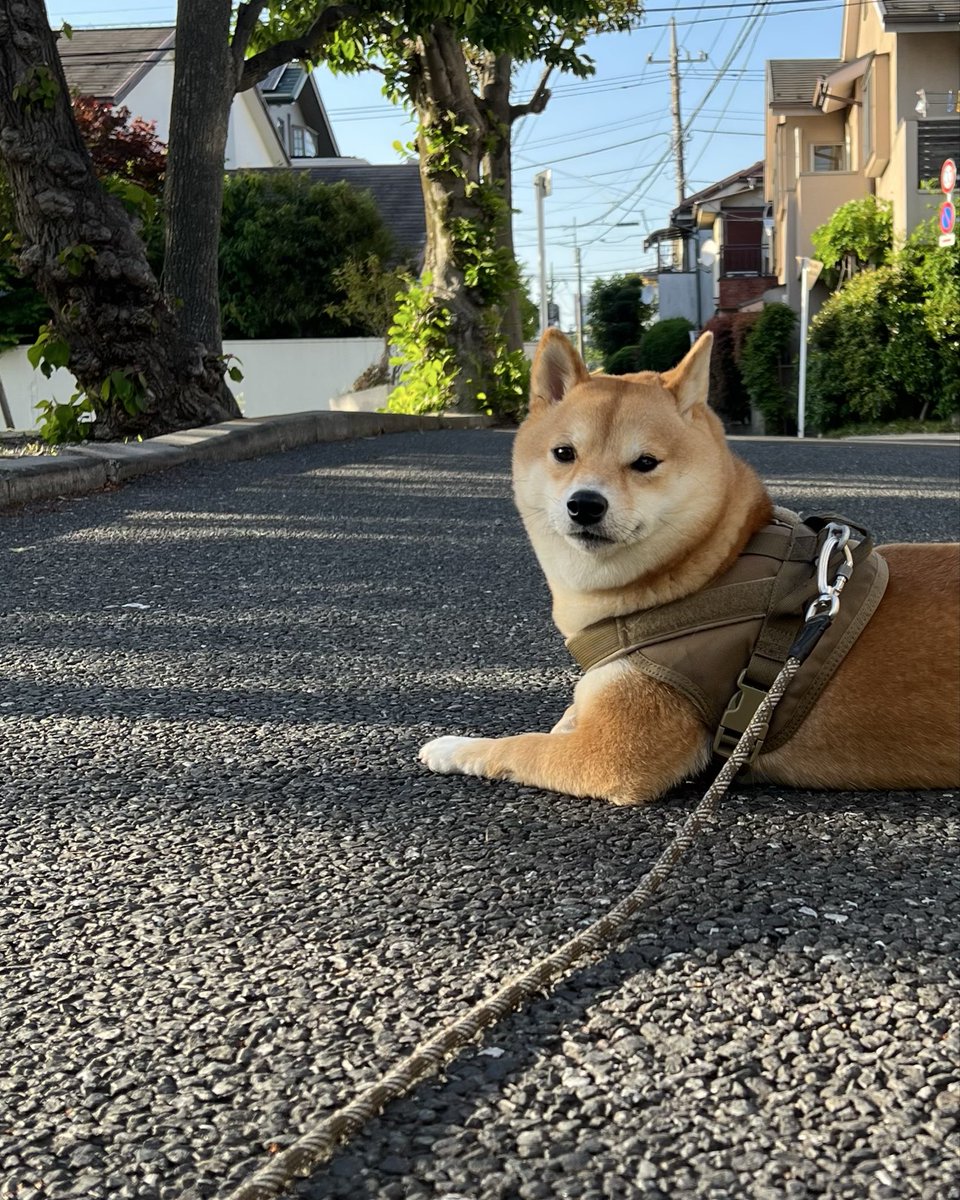 ちょっと歩いたら休み、伏せをして、動かない。外の世界を観察し、しみじみ感じてもらうのはよいのですが、もうちょっとスタスタ歩いて欲しい柴犬。そんな散歩中に考えをまとめたものです。散歩から日常使いまで広く対応してくれるはずです。