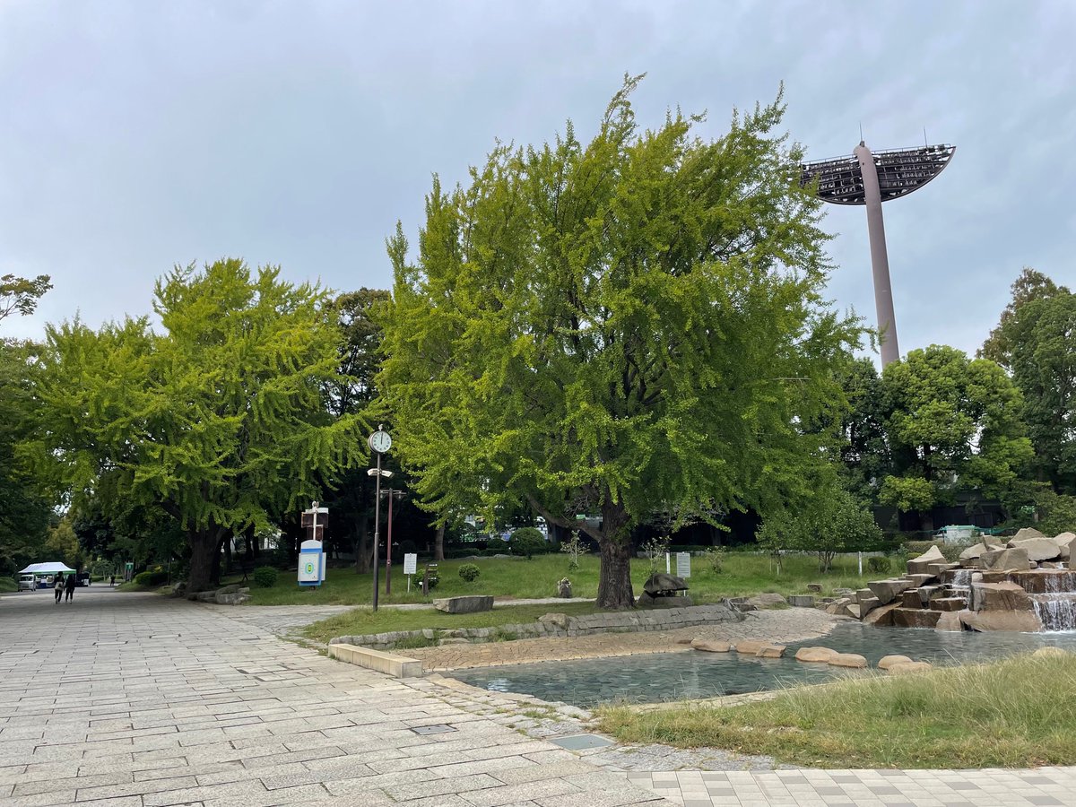 ＃平塚市総合公園 も段々と秋の気配を感じられるようになってきました👀園内の木々は若干ですが少しずつ色づき始め、園路に落ちている銀杏の葉や実も目立ってきました🌲活動しやすいこの時期、秋の装いを始めた自然を肌で感じながら、ウォーキングやランニングなどを始めてみてはいかがでしょうか。
