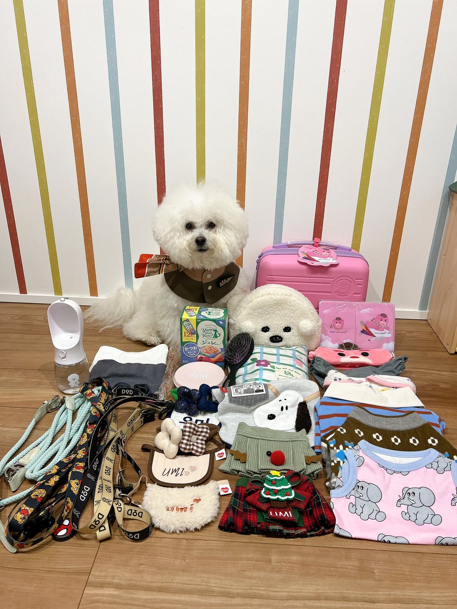 25sm25's tweet photo. いつもお世話になってるアシアナ航空のアンバサダーに選んでもらったよ✨🐻‍❄️✈️
素敵なプレゼント🎁までありがとう💙 
どんな旅になるか今からワクワク🎵
※4枚目は去年撮りました📸

@FlyAsiana_jp 

#アシアナ航空日本公式アンバサダー
#ビションフリーゼ
#bichonfrise 
#ペットと海外 https://t.co/mNjqegsHX8