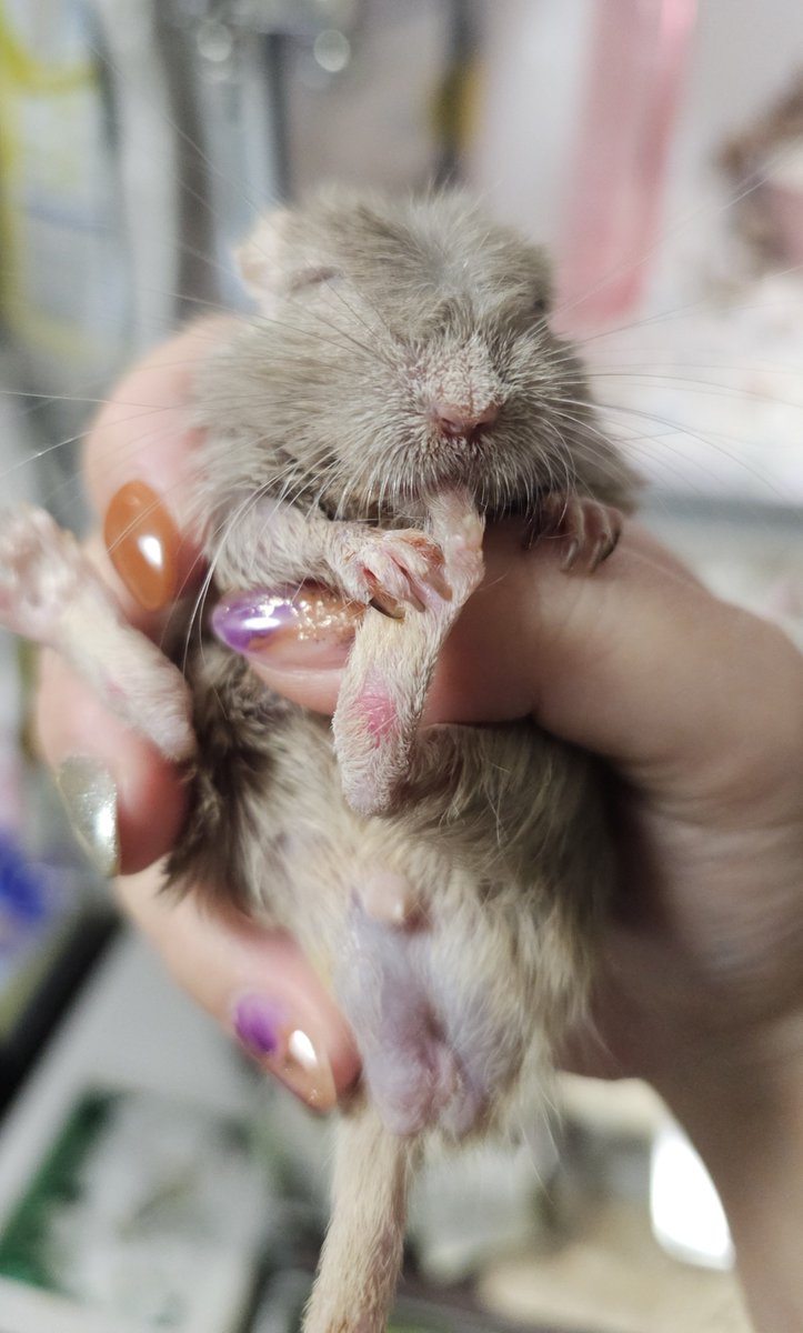 リンくん４歳になりました！！✨🎂
上前歯もないし嚢胞できてるしお腹に出来物あるけどまだまだうちに居てくれると嬉しいよ〜

🐭ｱｼ ｵｲｼｲ…(ｼｬﾌﾞｼｬﾌﾞ
#スナネズミ