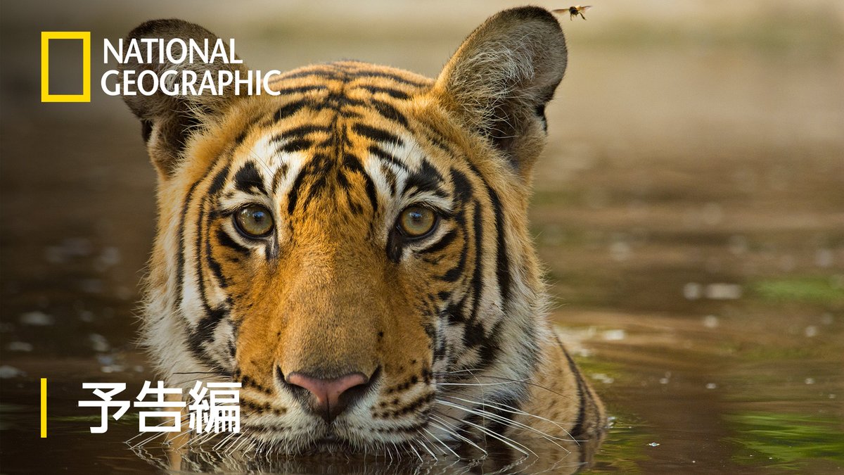 ナショナル ジオグラフィック TV (@natgeotv_jp) / Posts / X