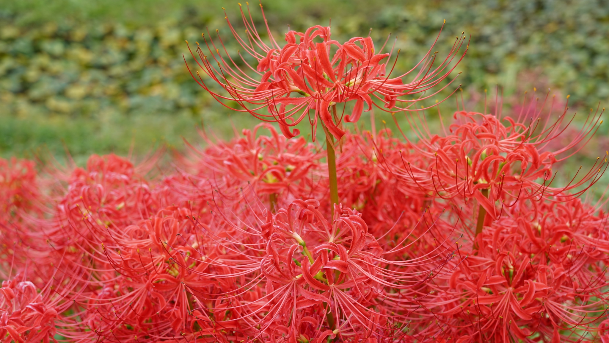 彼岸花 toyokun🪽 on X: 