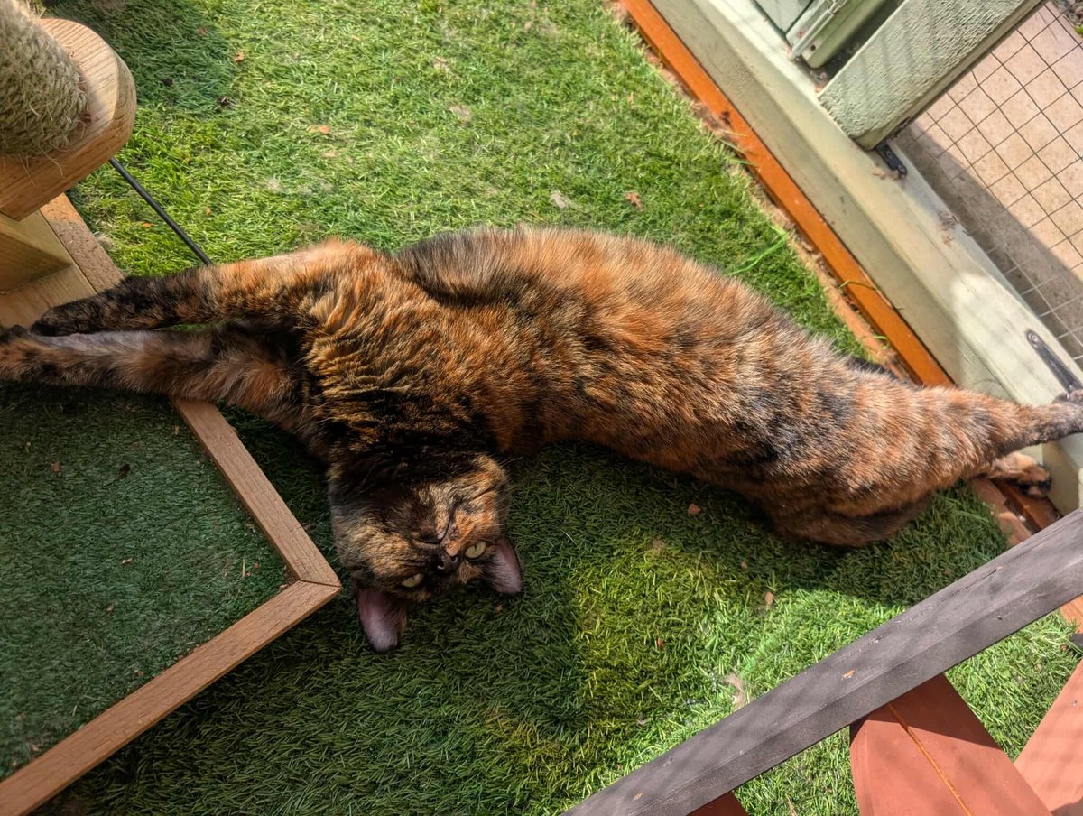 Coventry Cat Group tweet media