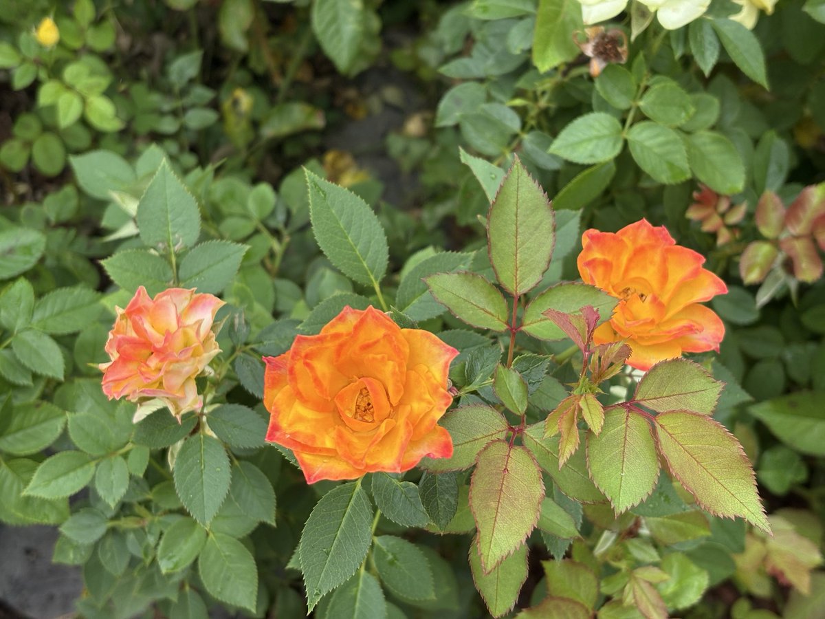 가을에 핀 장미 꽃!!!
도도하고 고고한 자태를 
뽐낸듯 하다.