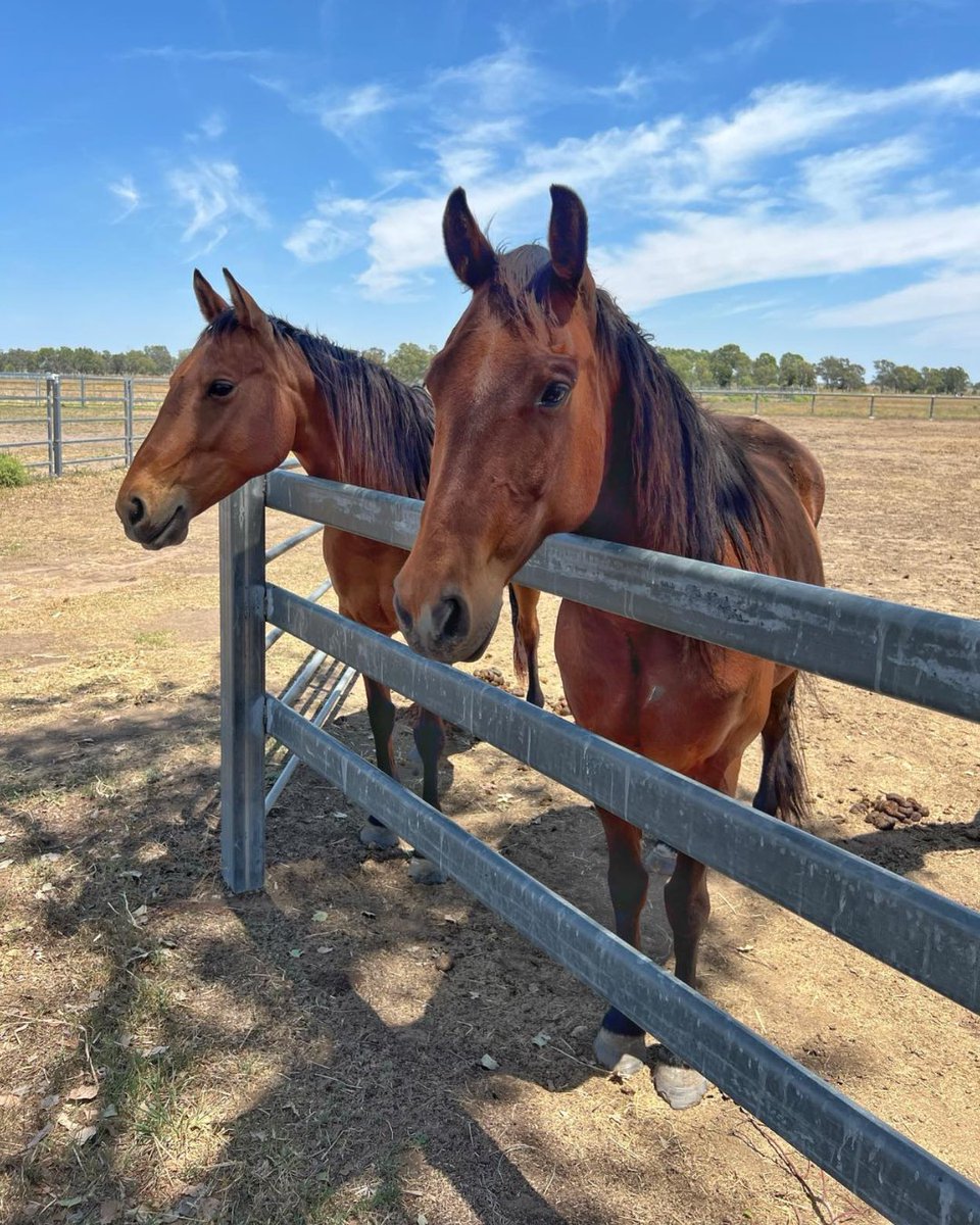 SQLandscapes's tweet image. 💧“It’s not just theory—it’s real-world results.”
Farmer David Grace says the Fish Friendly Water Extraction (Qld) Project is a smart investment for both ag and environment.
✅ Protects fish
✅ Boosts efficiency
#ProtectOurFish #HealthyRivers #SustainableFarming #AusGov #WaterQld