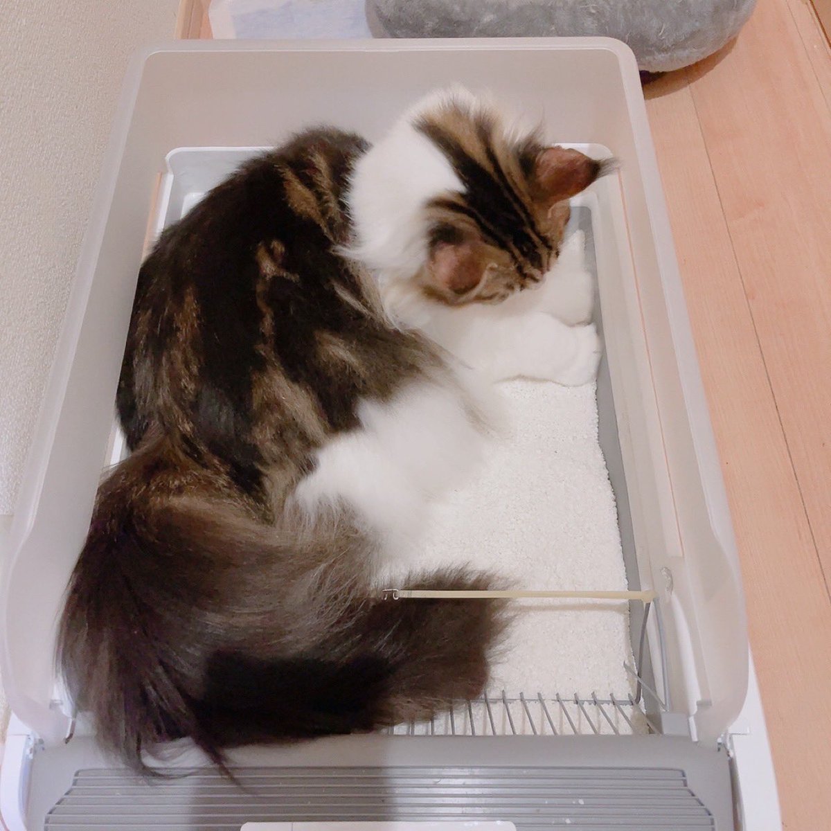enchante_meow's tweet photo. 3つめの自動猫トイレが届きました🐱

Pet Snowy、Neakasaとは異なり、機能が簡易的(スコップが動いて救うタイプで、猫砂の全捨て機能や猫の識別機能も無し)ですが、今まで使っていたライオンの獣医師開発猫トイレと形や大きさが似ていて慣れるのが早そうです☺️

#MagicScoop #自動猫トイレ #M1pro https://t.co/b4b2uVQ3Hj