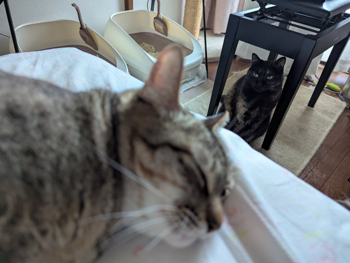 真は錆猫が好き 錆猫 on X: 