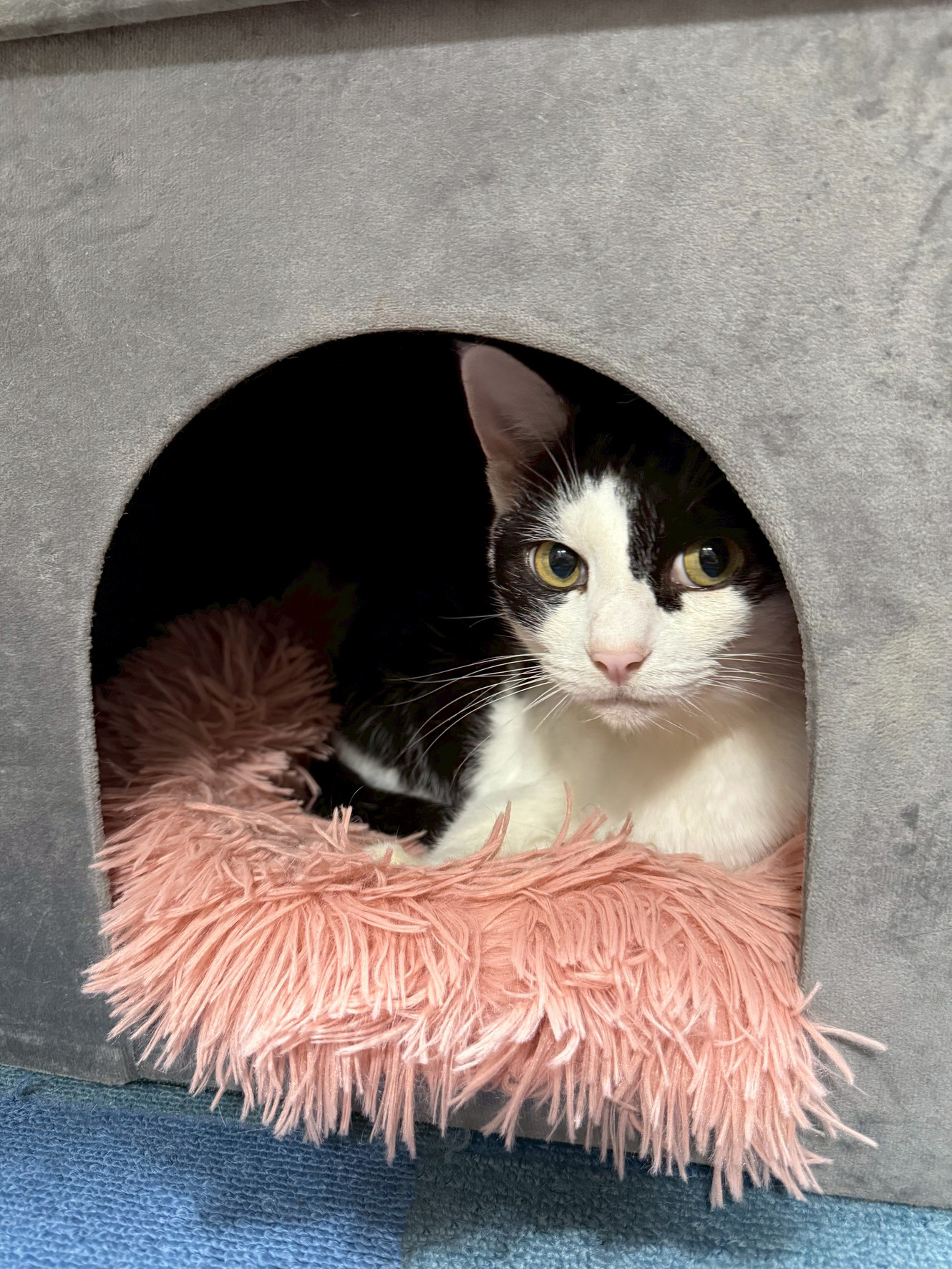 ちびにゃんこ様♡ありがとうございます♡ キャティーマン公式／ ニャンコはみんな、おともだち♡ on X