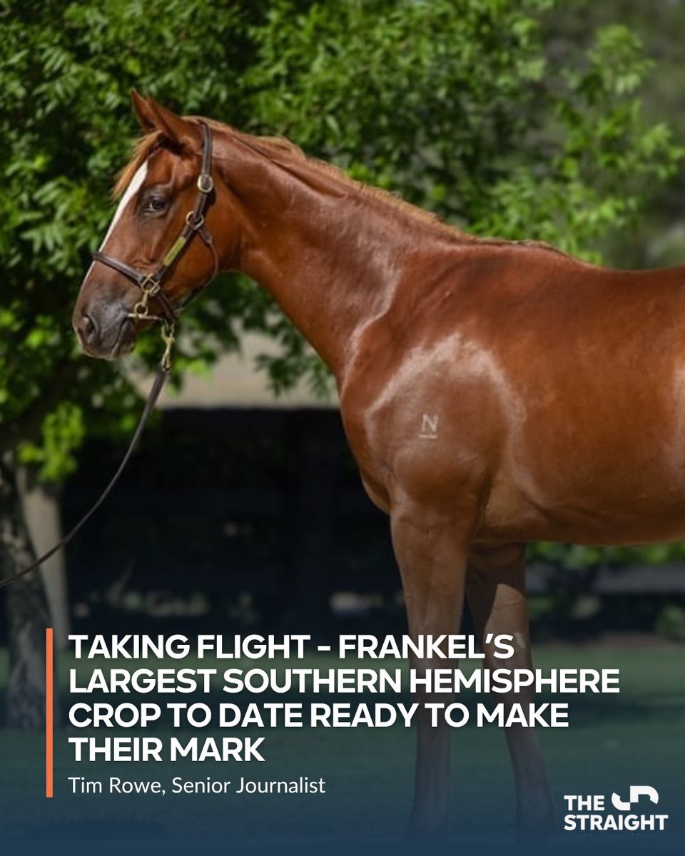 A champion in every sense of the word when describing thoroughbred brilliance, elite racehorse turned sire Frankel will have the chance to add to his southern hemisphere record in Saturday’s Flight Stakes at Royal Randwick.

🔗 thestraight.com.au/taking-flight-…