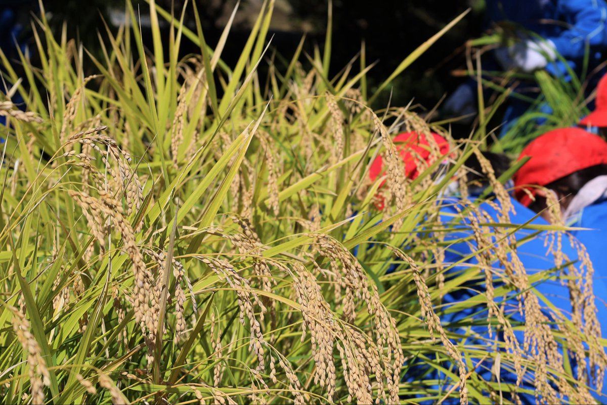 tomiyacity's tweet photo. ・
＼🌾みんなで稲刈り体験授業！！🌾／
 
10月3日、富谷小学校5年生が
授業の一環で稲刈り体験を行いました！
 
みんな一生懸命頑張ってましたよ～✨
美味しいお米になりますように！
 
#富谷小学校 #5年生 #稲刈り #秋 
#みんな #眩しい笑顔☺
#美味しい #お米に #なりますように✨ https://t.co/ZftdaWyv3e