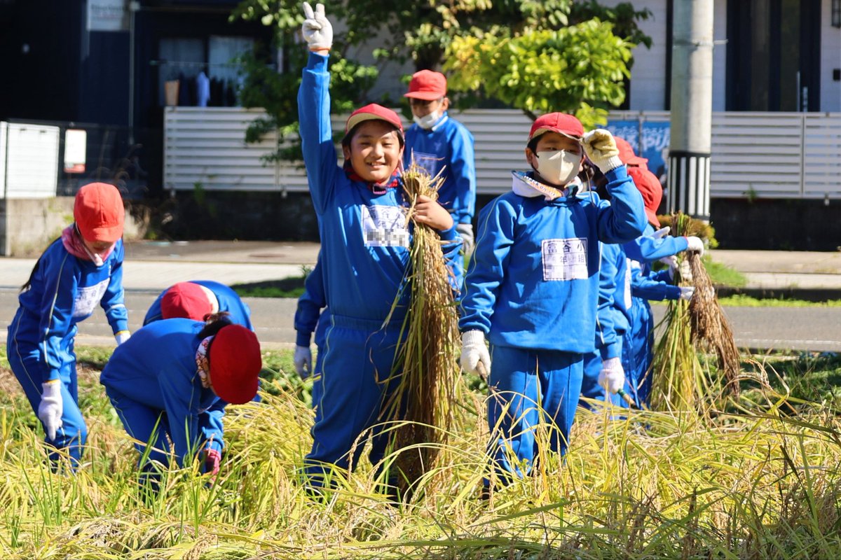 tomiyacity's tweet photo. ・
＼🌾みんなで稲刈り体験授業！！🌾／
 
10月3日、富谷小学校5年生が
授業の一環で稲刈り体験を行いました！
 
みんな一生懸命頑張ってましたよ～✨
美味しいお米になりますように！
 
#富谷小学校 #5年生 #稲刈り #秋 
#みんな #眩しい笑顔☺
#美味しい #お米に #なりますように✨ https://t.co/ZftdaWyv3e