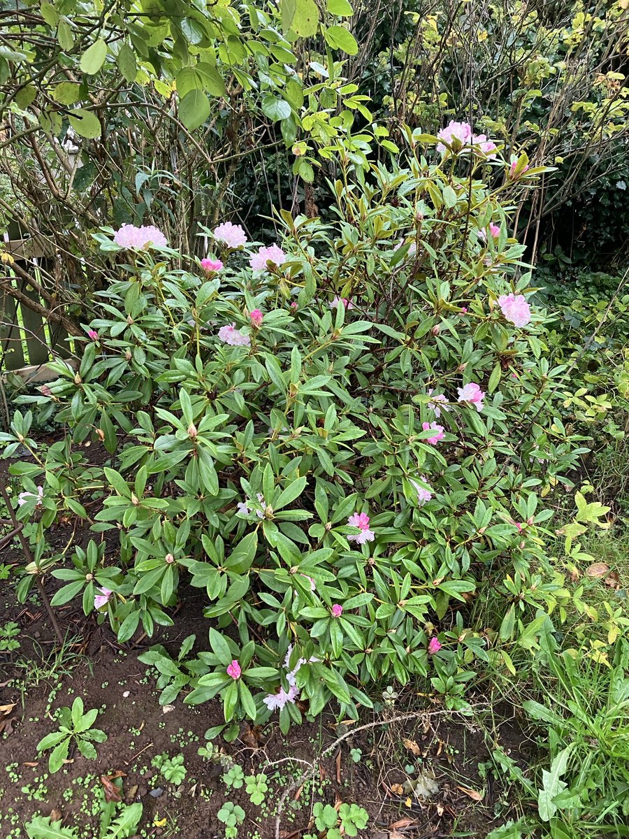 I have a seasonally confused rhododendron