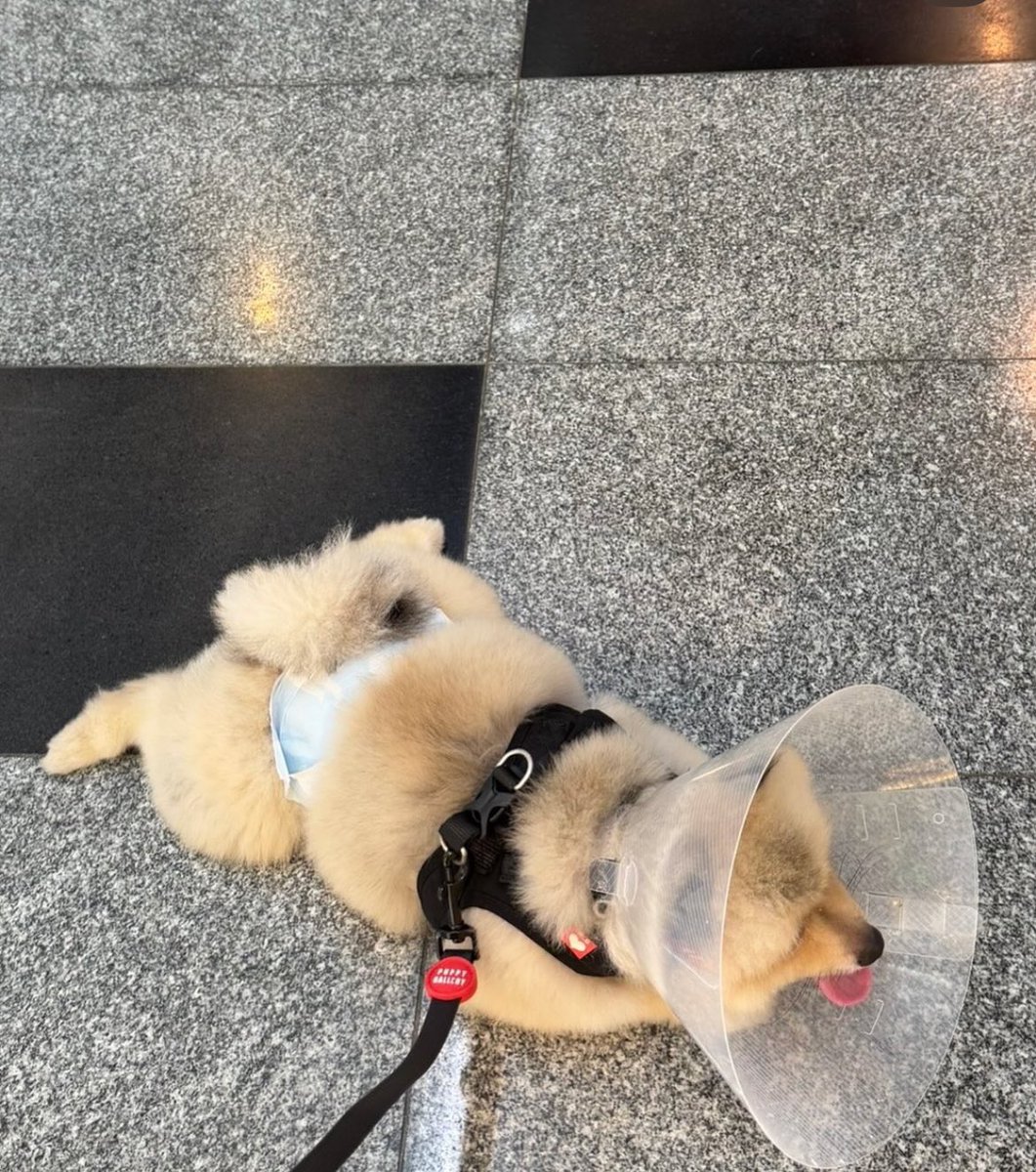 Sunny IG update 
อ้วงค้าบบบ น่ารักจังเลย อยากเห็นหม่ามี๊ด้วยค้าบบบ 🐶🥰

#FayePeraya 
#ฝ้ายพีรญา