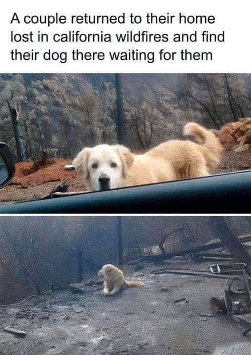 𝕏 Dogs (@_xdogs) on Twitter photo 