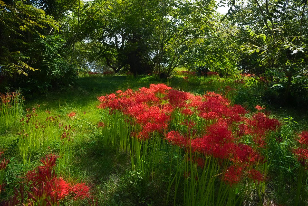 彼岸花 開いたばかりの彼岸花は真っ赤で美しい🐥 #彼岸花 #一言主神社