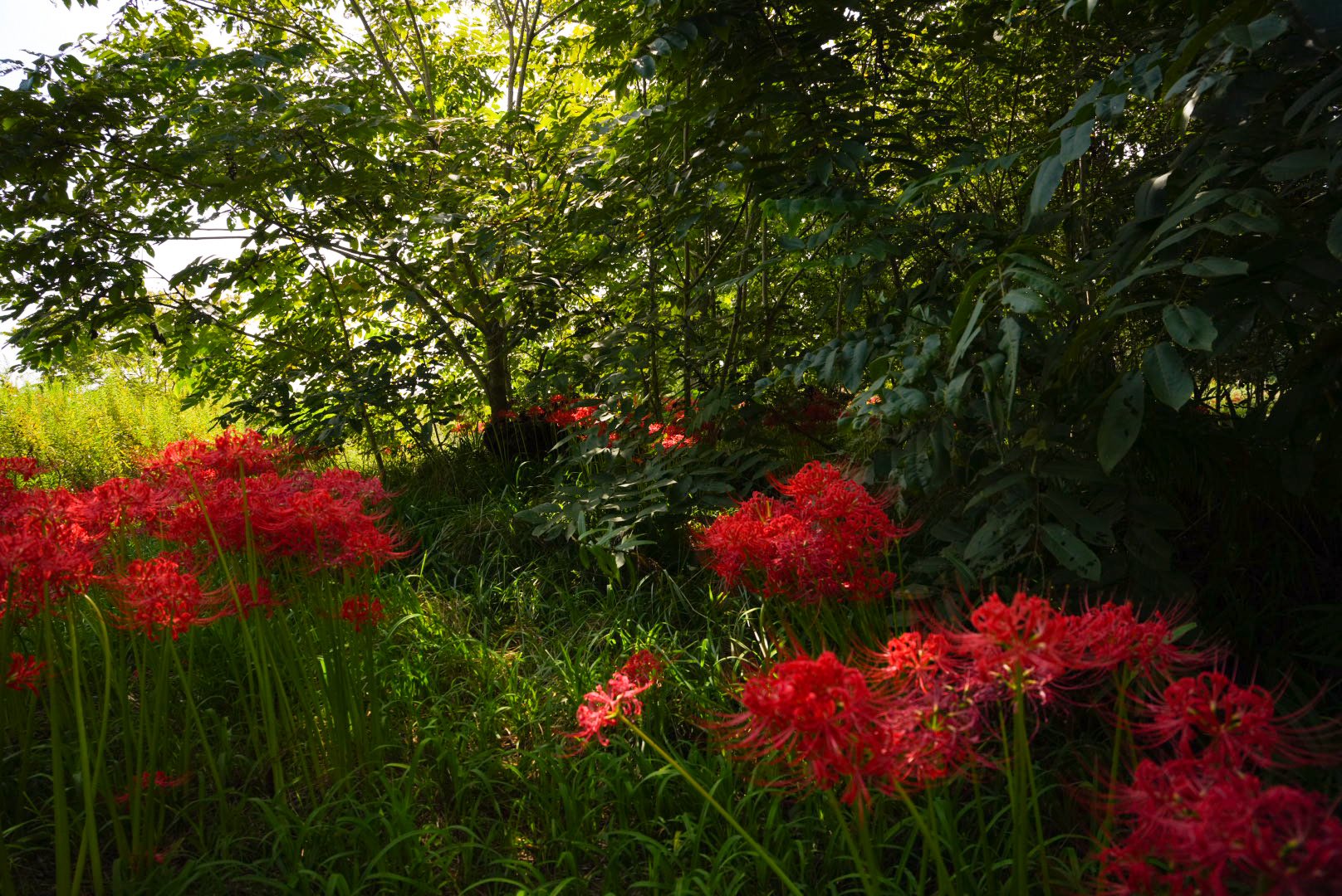 彼岸花 toyokun🪽 on X: 