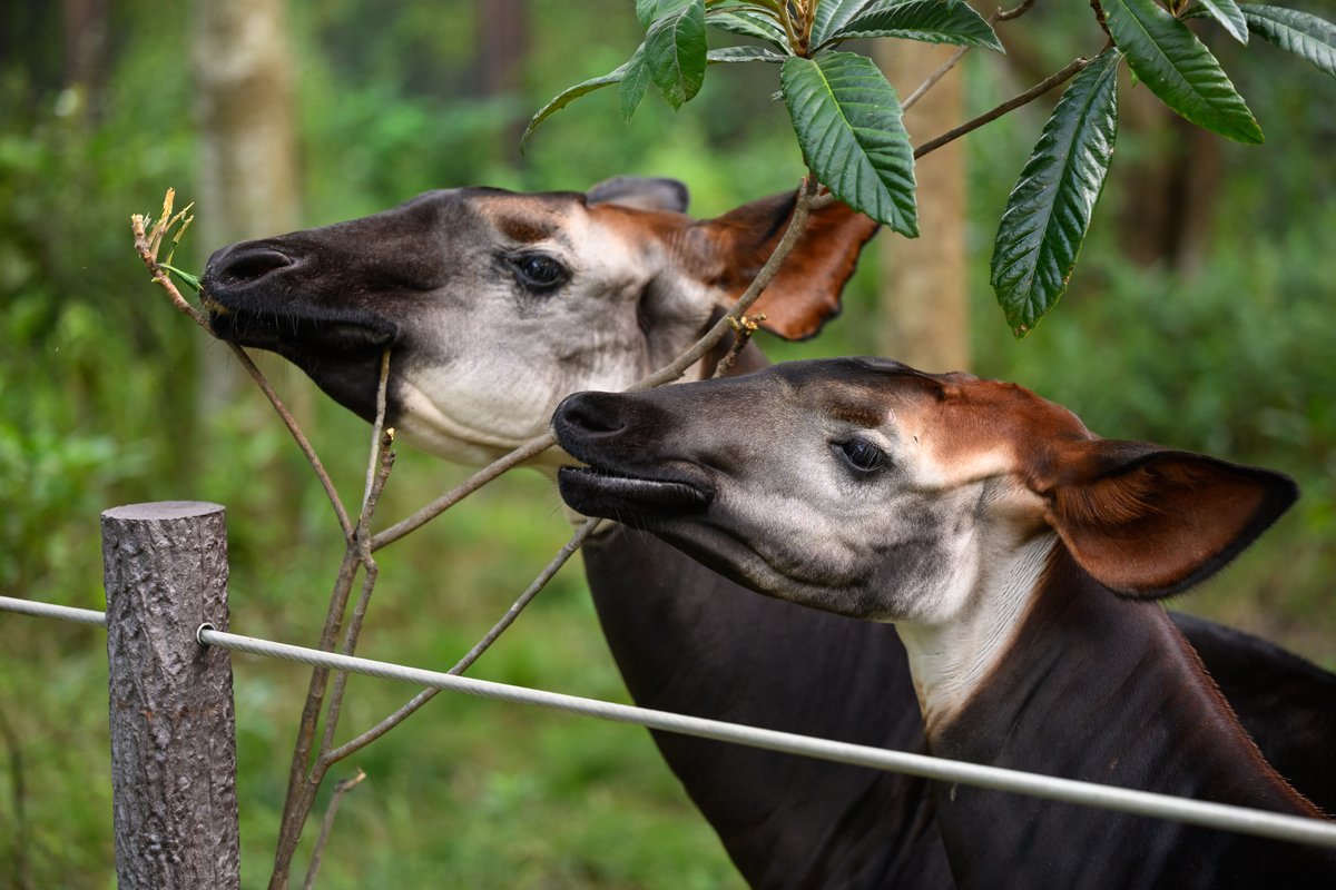 おかぴ adidas Originals x Brain Dead Japan Lo Black, Yellow JQ6789