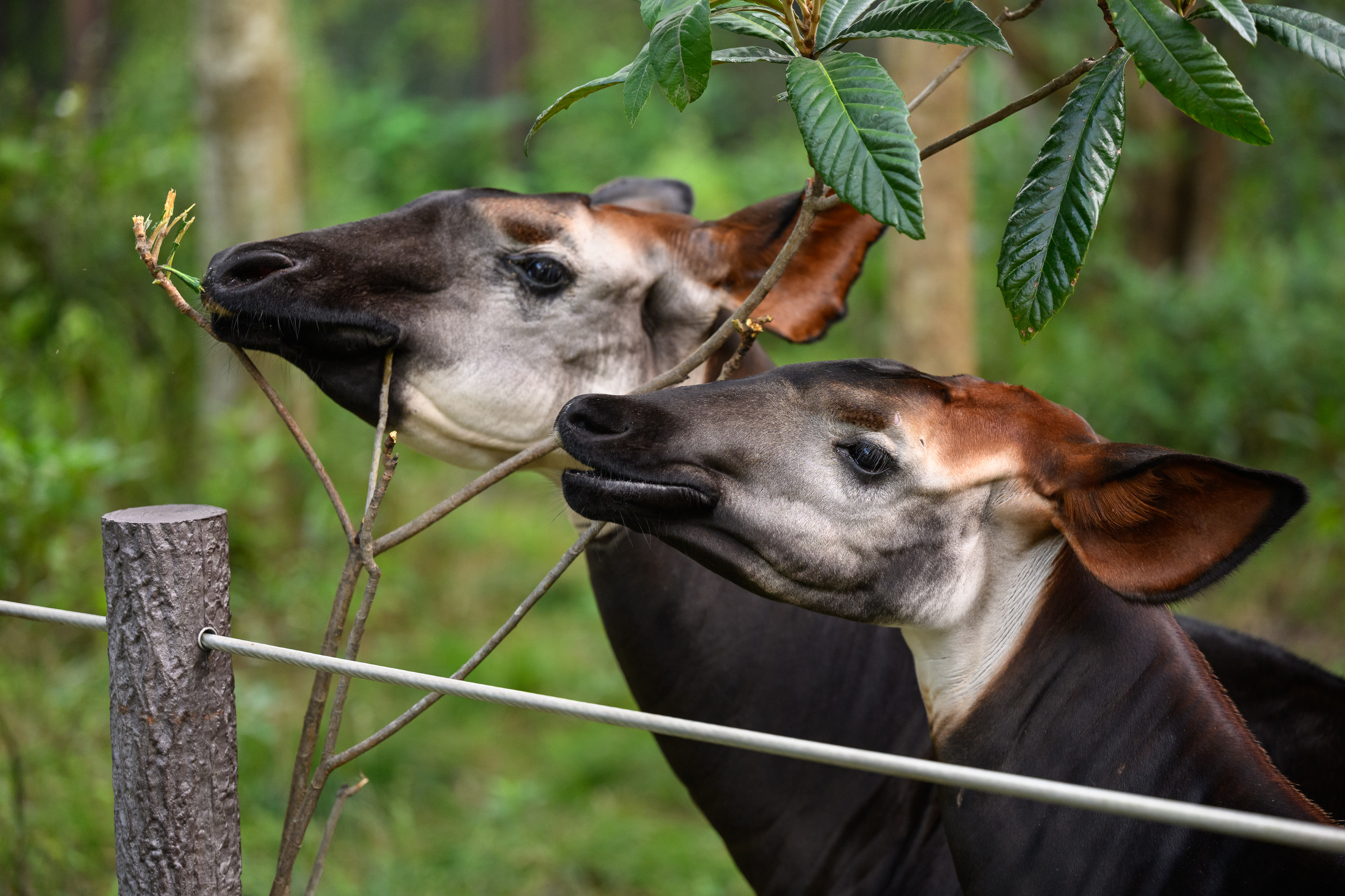 ハンサ オカピ オカピ(台付) 255 | HANSA