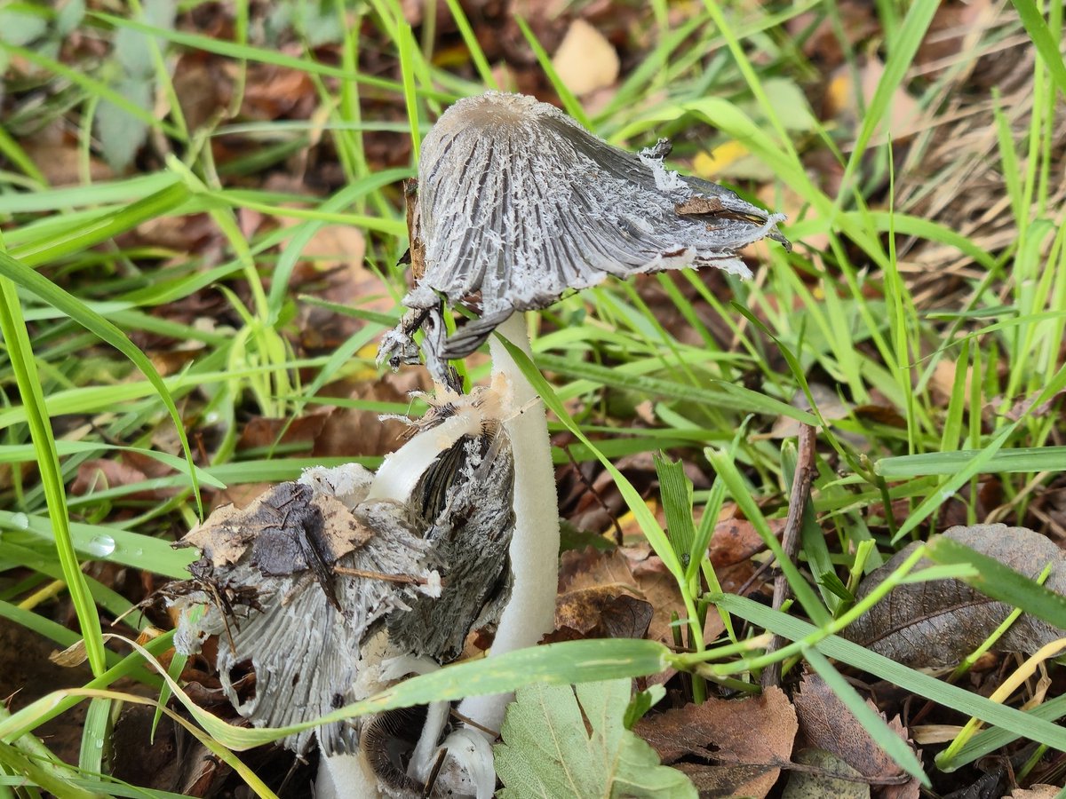 Middleton nature reserve Fungi <a href="/Lancswildlife/">Lancashire Wildlife Trust</a> <a href="/WildlifeTrusts/">The Wildlife Trusts</a>