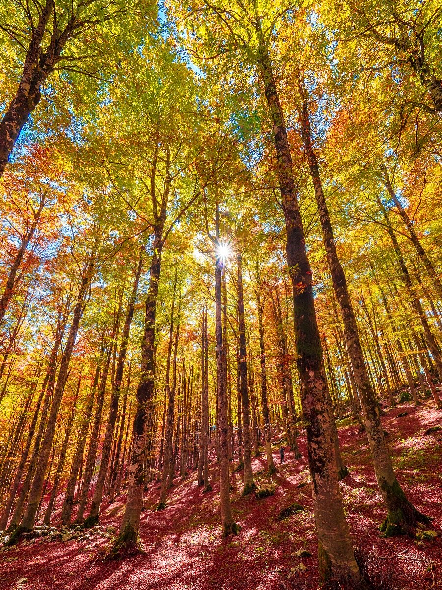 La magia dell’autunno a Forca d’Acero, uno dei luoghi più iconici del <a href="/Parcoabruzzo/">Parco Abruzzo</a>! Tappeti di foglie, luci dorate e silenzi che restano nel cuore: un inno alla pace e alla bellezza della natura!
#Autunno #VisitLazio #LazioIsMe #LazioEternaScoperta #AbruzzoTurismo <a href="/VisitLazio/">Visit Lazio</a>