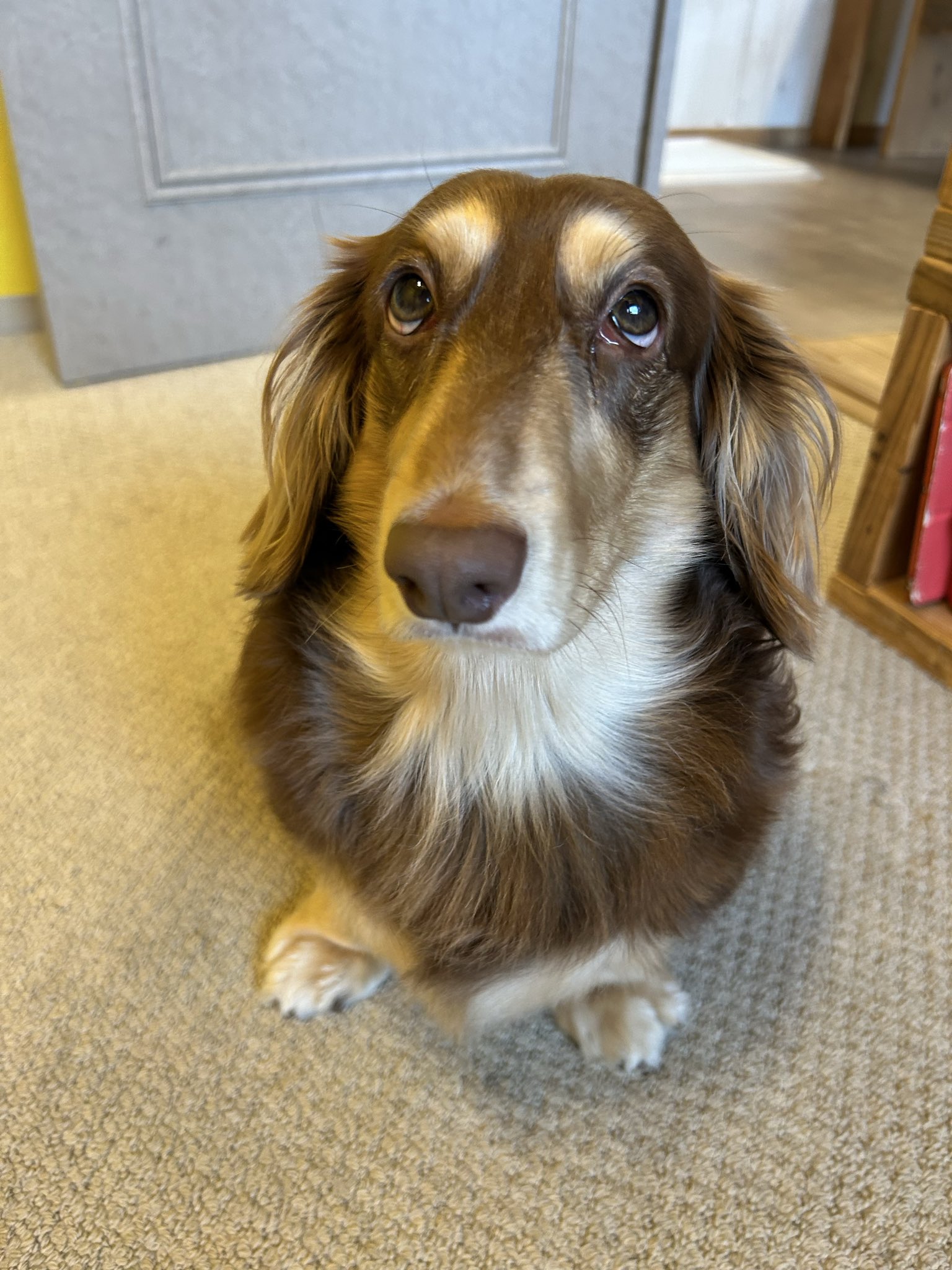 ダークダックス/第48回ダークダックスリサイタル\\"スペシャル\\"赤い鳥 ダークダックス/第48回ダークダックスリサイタル スペシャル