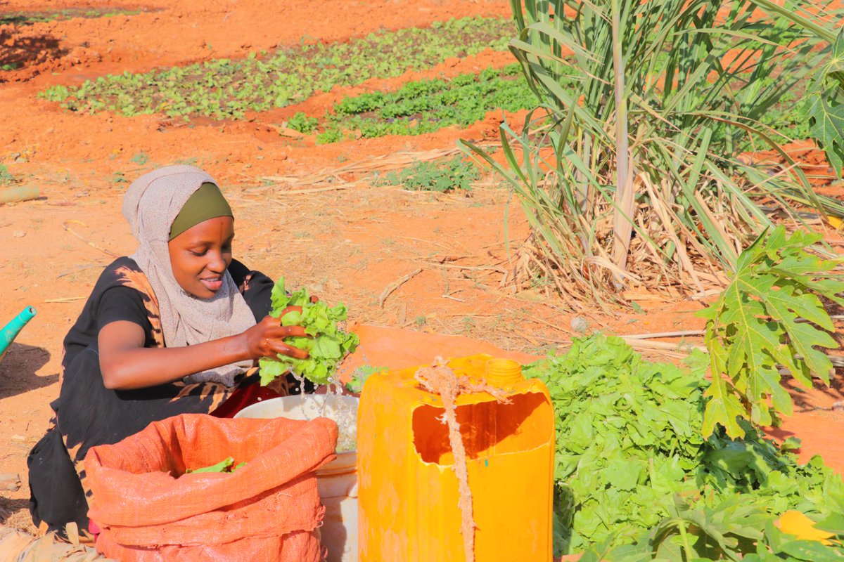 In #Bakool, permagardens are making a big difference. With support from <a href="/UKinSomalia/">UK in Somalia🇬🇧🇸🇴</a> through #BRCiS, <a href="/ACFsomaliaCD/">Action Against Hunger, Somalia</a> is working with 180 farmers, providing inputs and training. Families enjoy diverse, nutritious meals, earn income from surplus harvests &amp; build resilience together.
