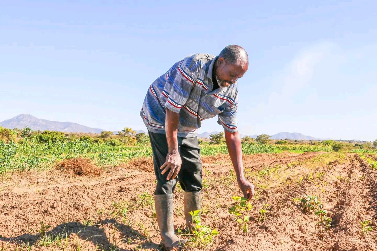 HarvestPlus Zimbabwe (@harvestpluszim) on Twitter photo Soil Testing Matters. Strong biofortified crops start with healthy soils!๐ฉ๐พโ๐พ๐ฝ
This farming season:
โ
Test your soils to know its nutrient gaps
โ
Apply lime if soils are acidic
โ
Add compost/manure for improved fertility & long-term soil health. Healthy soils ensure higher yields! Soil Testing Matters. Strong biofortified crops start with healthy soils!๐ฉ๐พโ๐พ๐ฝ
This farming season:
โ
Test your soils to know its nutrient gaps
โ
Apply lime if soils are acidic
โ
Add compost/manure for improved fertility & long-term soil health. Healthy soils ensure higher yields!