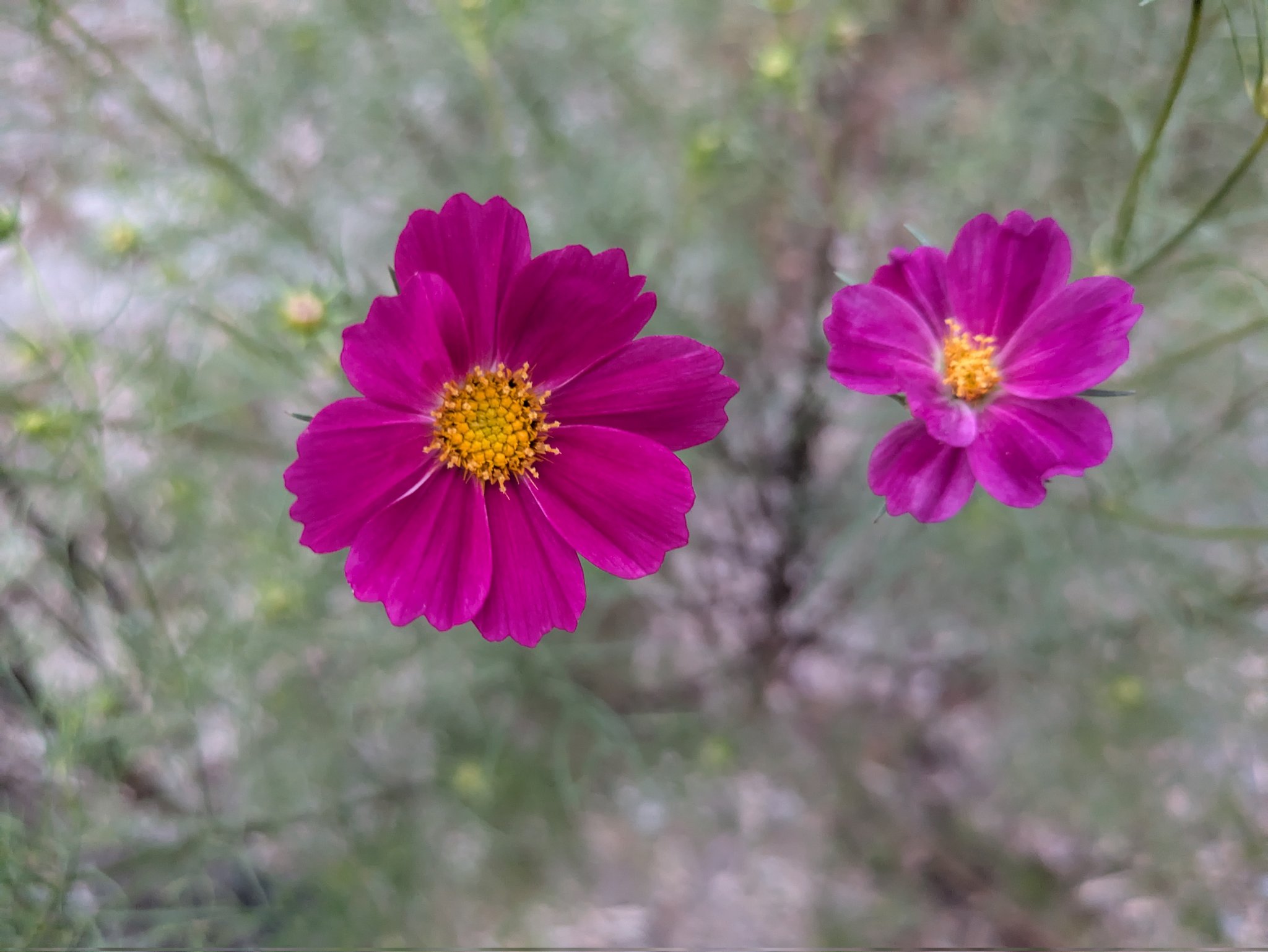 ✨コスモス様3点おまとめ✨ありがとうございます♡ サト on X: 