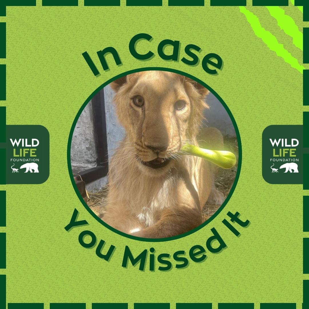 WildLife Foundation tweet media