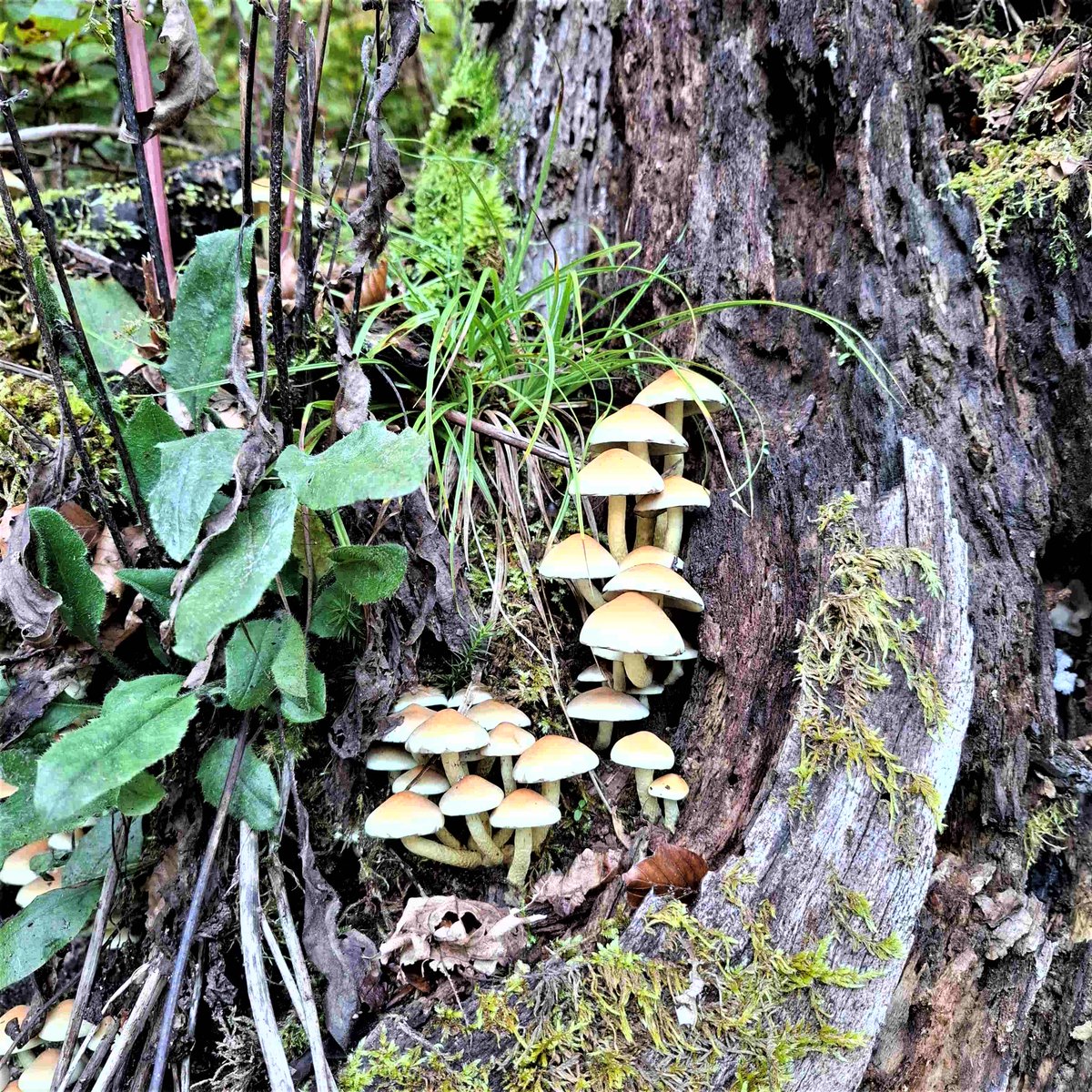 HSderSchreiber's tweet photo. Auf unserer #Wanderung auf dem #Hotzenwald sahen wir auf einem Baumstamm #Stockschwämmchen. Sind es solche? Mit dem Handy fotografiert. Ich bin ja der "Hoffotograf" der privaten Wandergruppe. https://t.co/FnPPWWGTFe