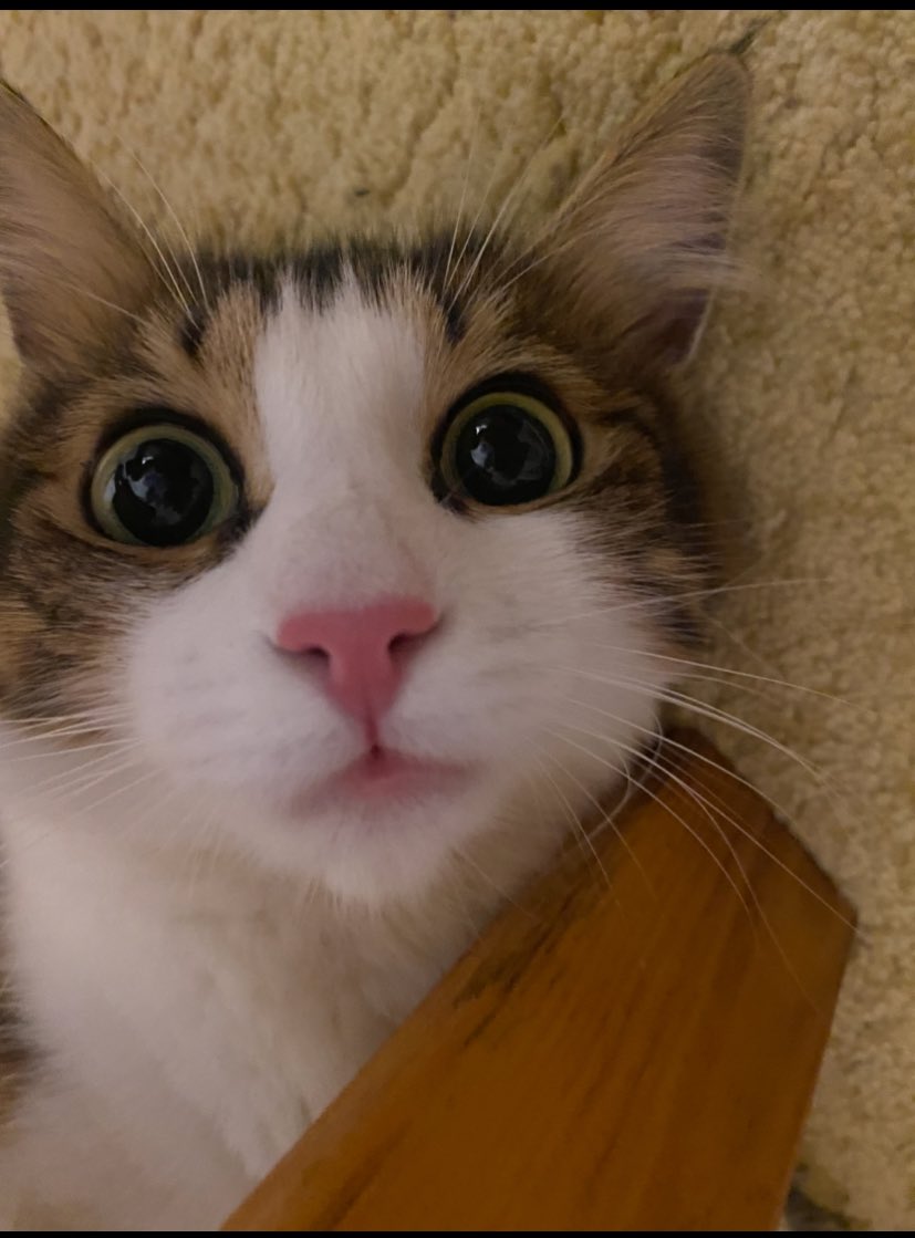 cemal can canseven tweet media