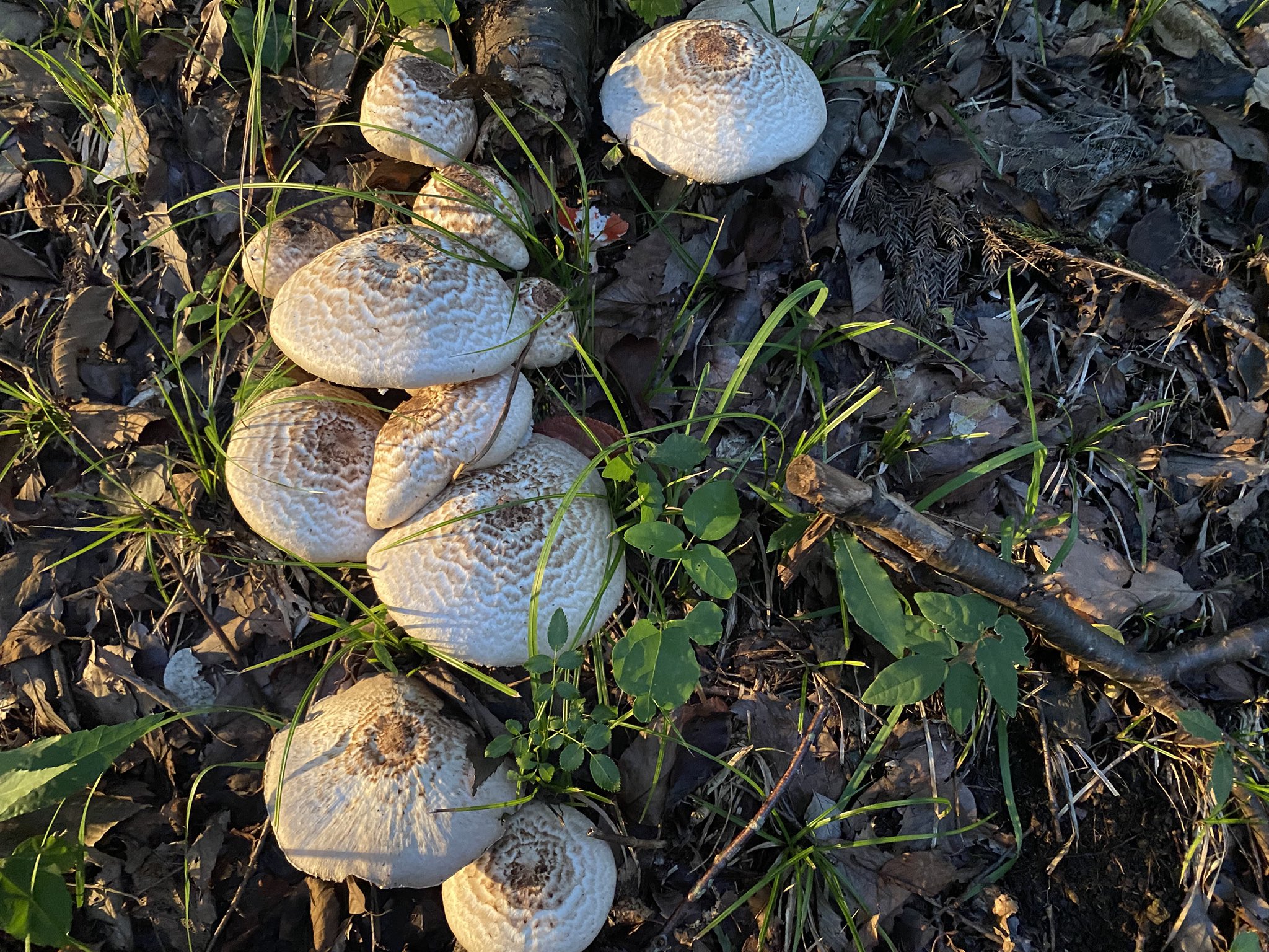 キノコさまおまとめ キノコさまおまとめ