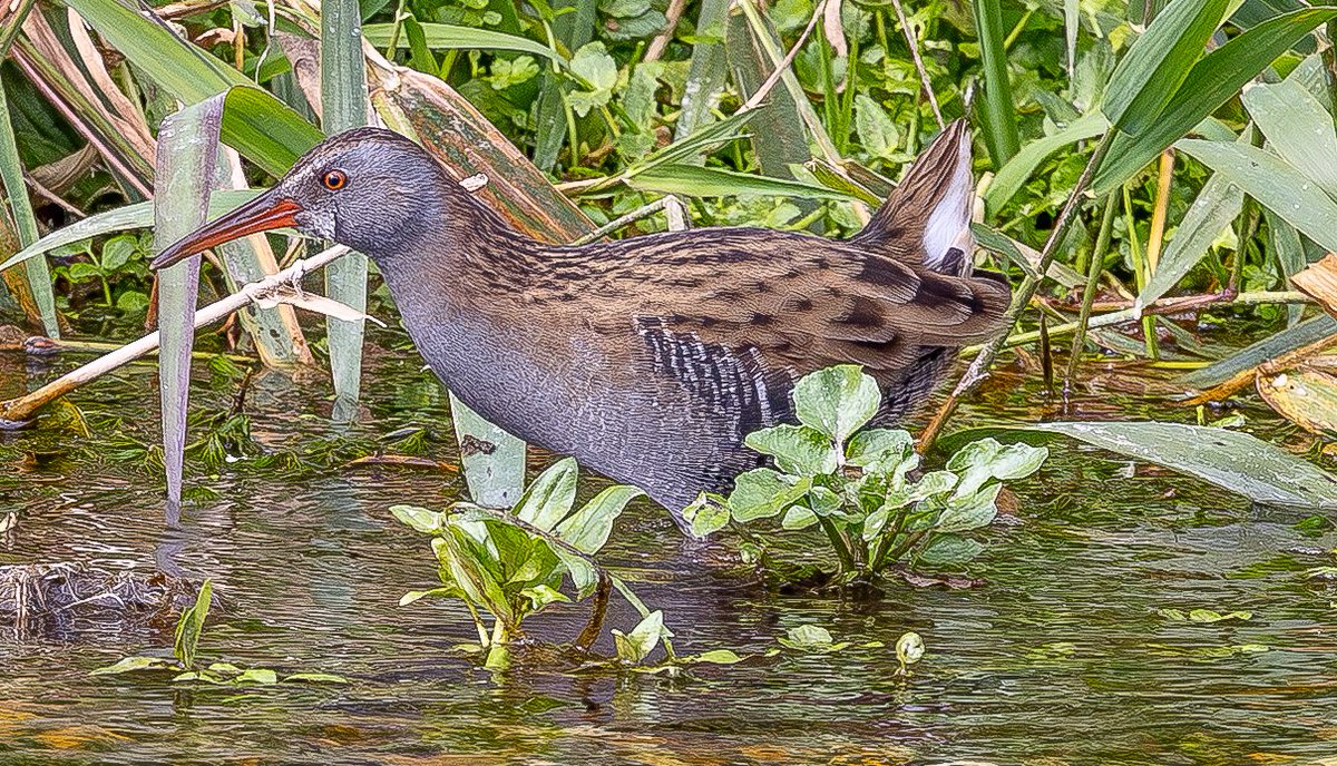roach0653's tweet photo. Water Rail Lemsford Springs 021025 https://t.co/XrohnmJEy4