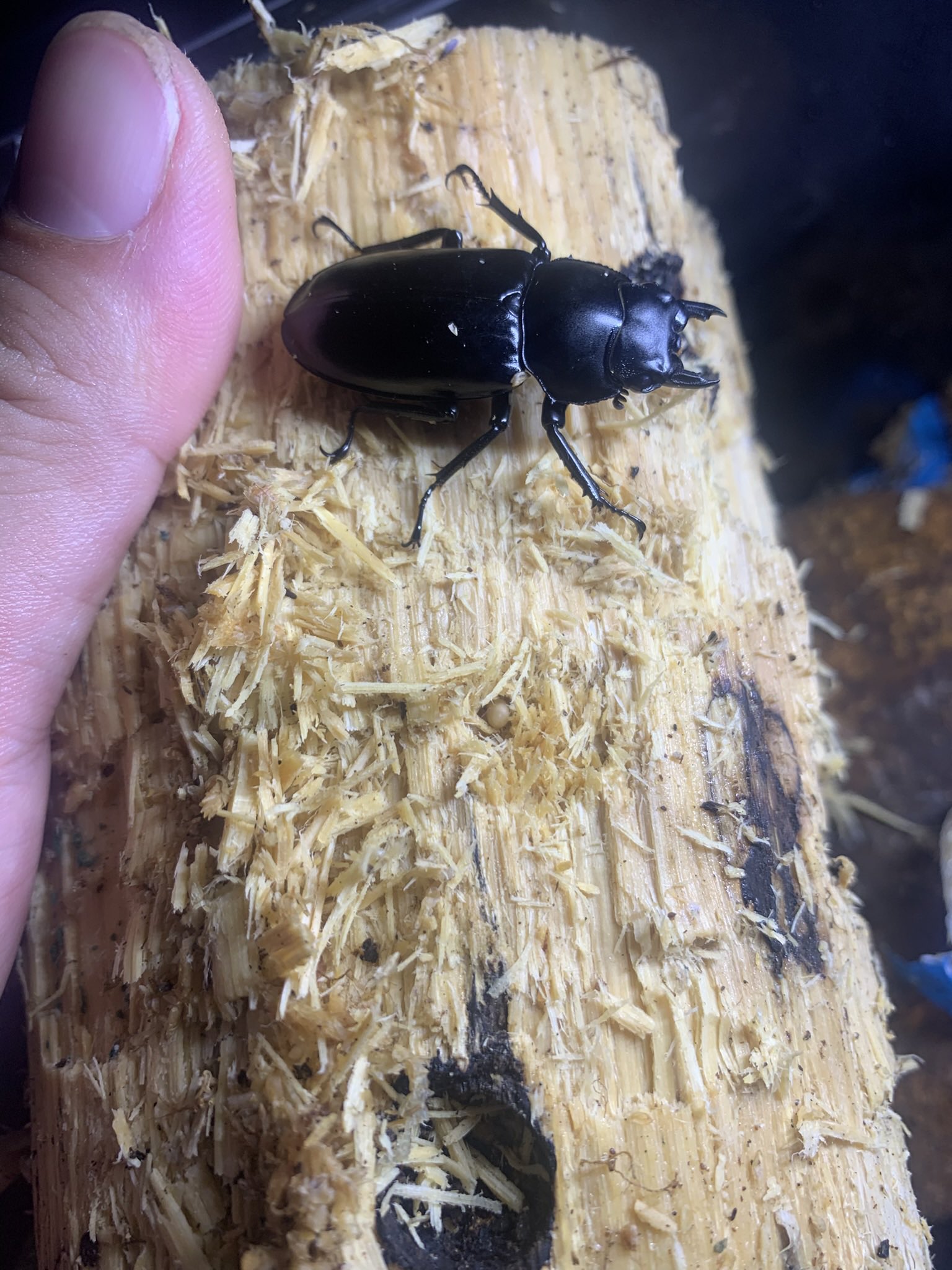 Sparkle Beetle (@BeetleSparkle) / X