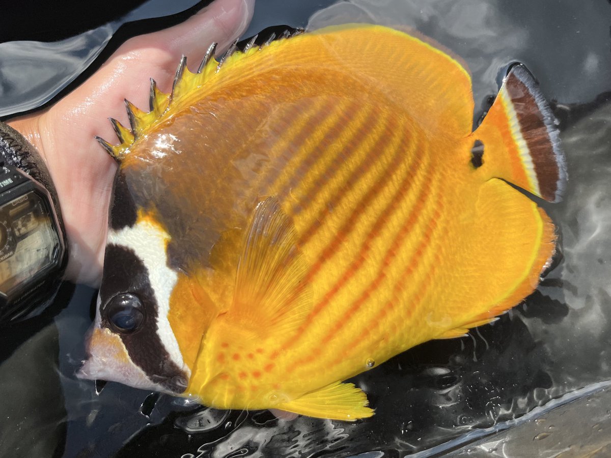 ズーナマ (@zuuuunama) / Posts / X