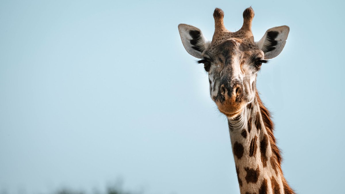 Altezza Travel tweet media