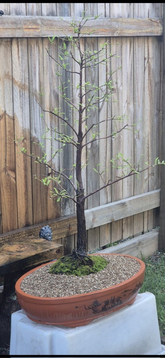 visionofrobots's tweet image. No one I know appreciates this potential masterpiece I created today, so here you go #bonsai #art #swamp #cypress