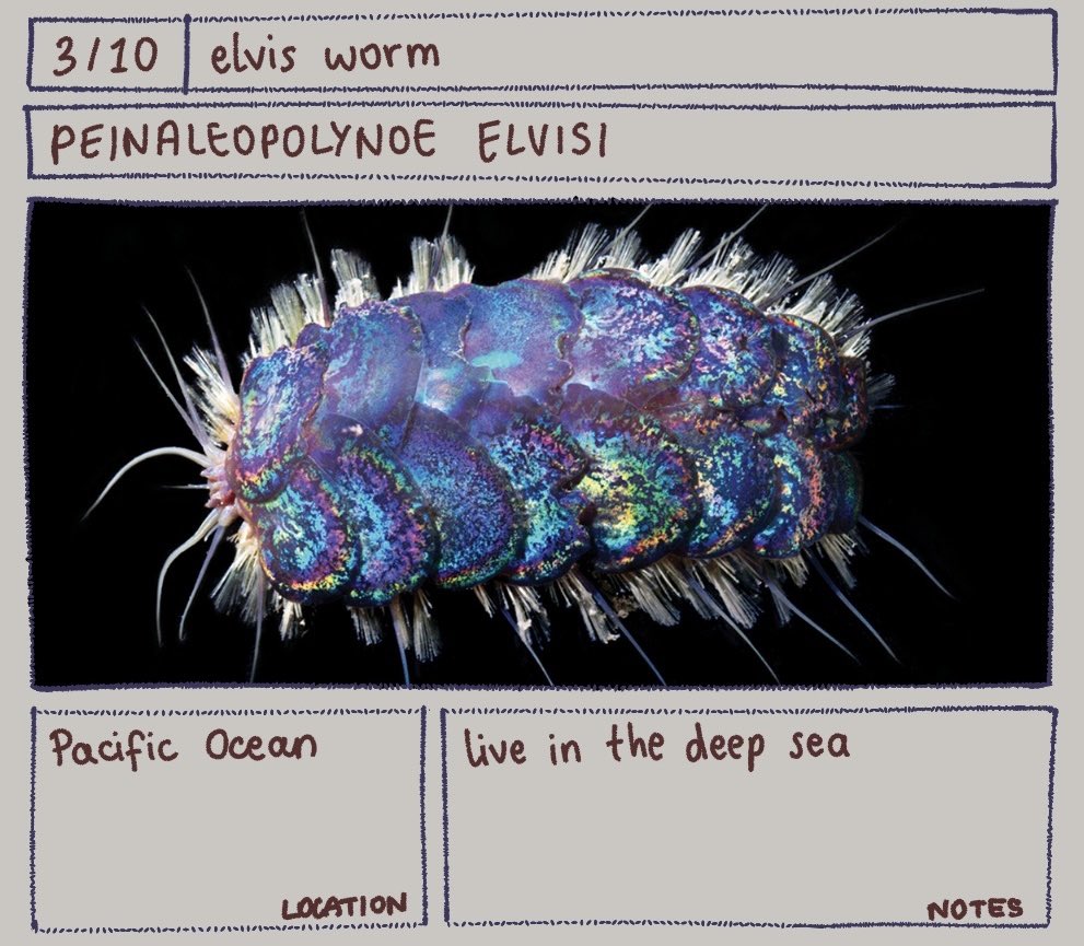 tundrune's tweet image. Bug of the day
Peinaleopolynoe elvisi