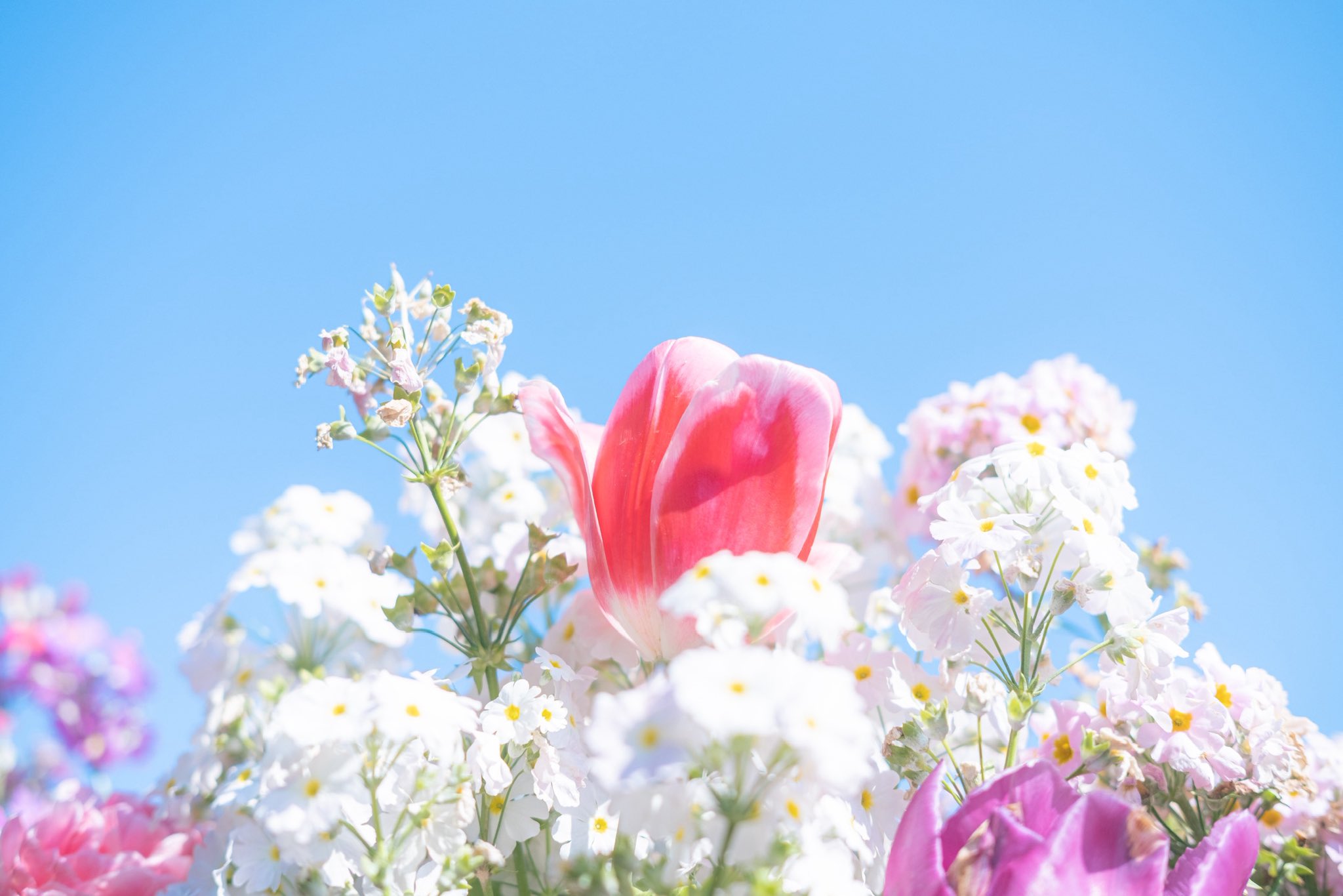 ⚘⠜　もも おいも (@oimo_3939) / X