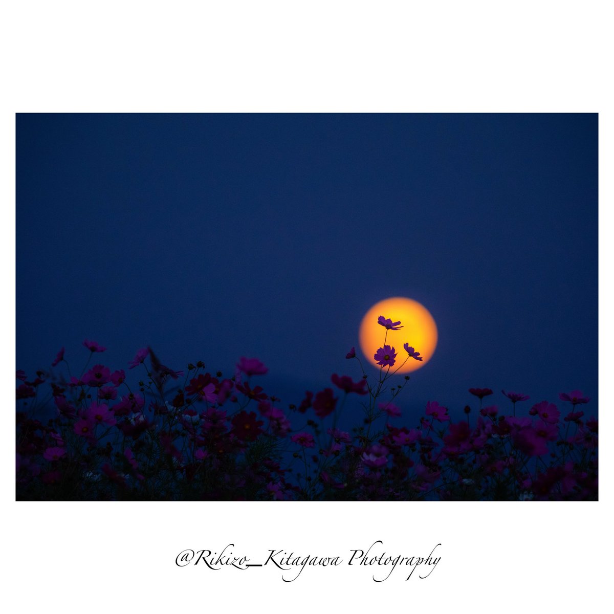 RikizoKitagawa's tweet photo. このたびの個展「花おもひ〜記憶のかけら〜」東京会場を無事に終了いたしました。

感謝の気持ちを綴りましたので、ぜひInstagramをご覧いただければ幸いです。 

https://t.co/UA9Dzullqv https://t.co/gf6j0NwbMP