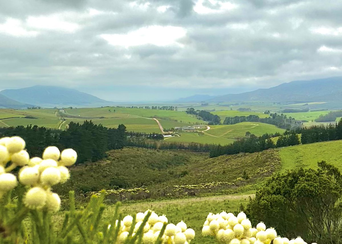 The Guardian Hermanus (@umhlangaan) on Twitter photo <a href="/creationwines/">Carolyn Martin</a> <a href="/hnwines/">Hallgarten & Novum Wines</a> <a href="/jamiegoode/">Jamie Goode</a> <a href="/Winbeebee/">Winnie Bowman, CWM</a> <a href="/areniglobal/">ARENI Global</a> <a href="/gregsherwoodmw/">Greg Sherwood MW</a> CreationMasters from this heavenly valley <a href="/creationwines/">Carolyn Martin</a> <a href="/hnwines/">Hallgarten & Novum Wines</a> <a href="/jamiegoode/">Jamie Goode</a> <a href="/Winbeebee/">Winnie Bowman, CWM</a> <a href="/areniglobal/">ARENI Global</a> <a href="/gregsherwoodmw/">Greg Sherwood MW</a> CreationMasters from this heavenly valley